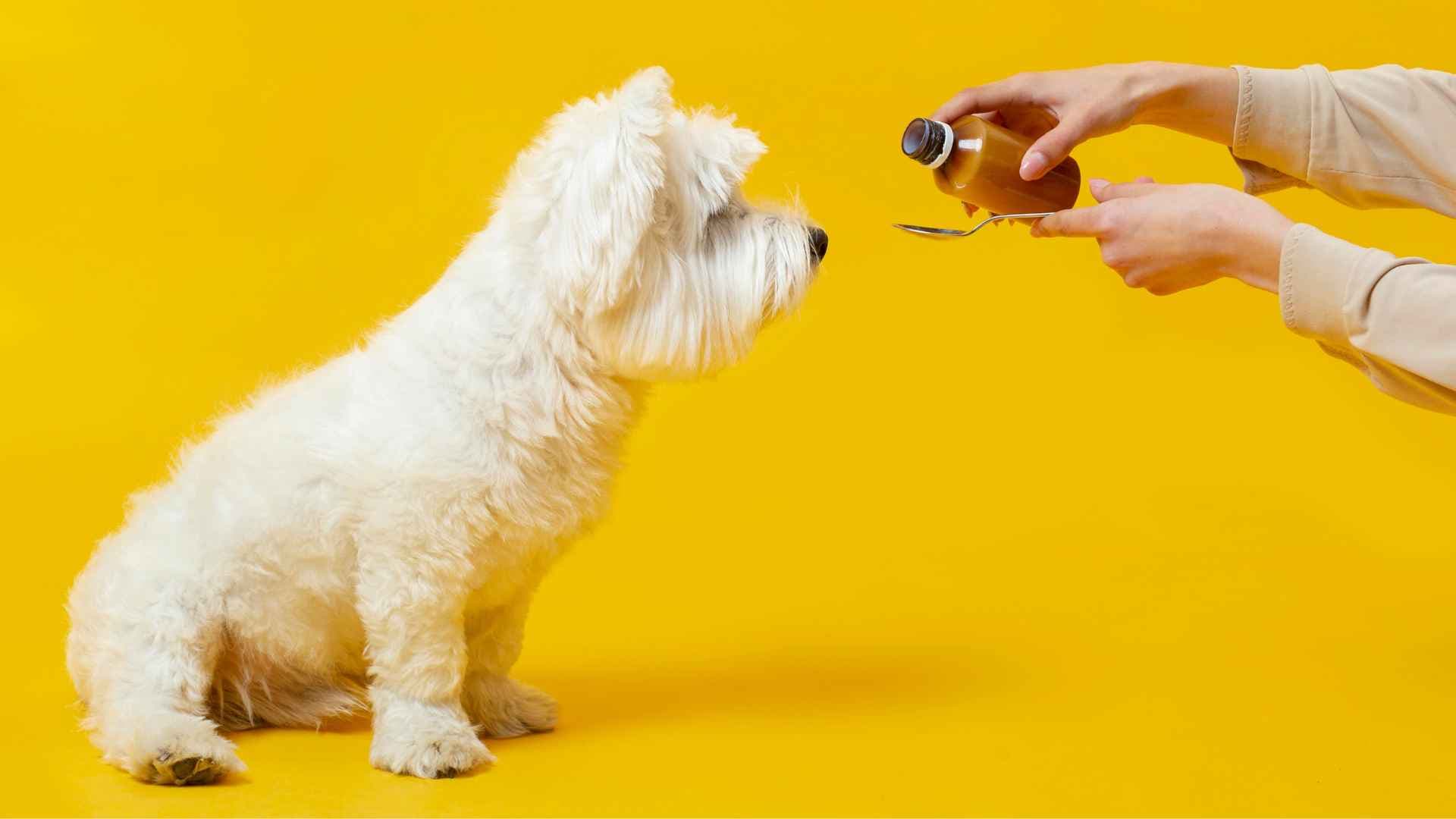 Aceite de salmón para perros: todo lo que debes saber antes de incluirlo en su dieta