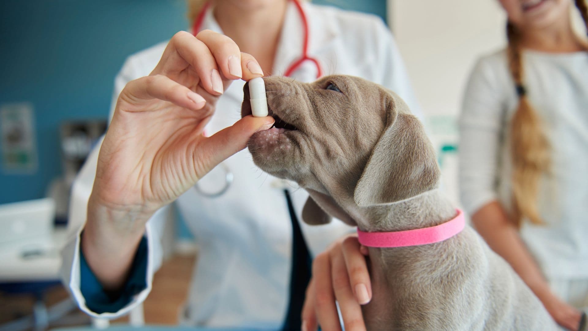 Acepromacina en perros: usos, dosis, riesgos y alternativas