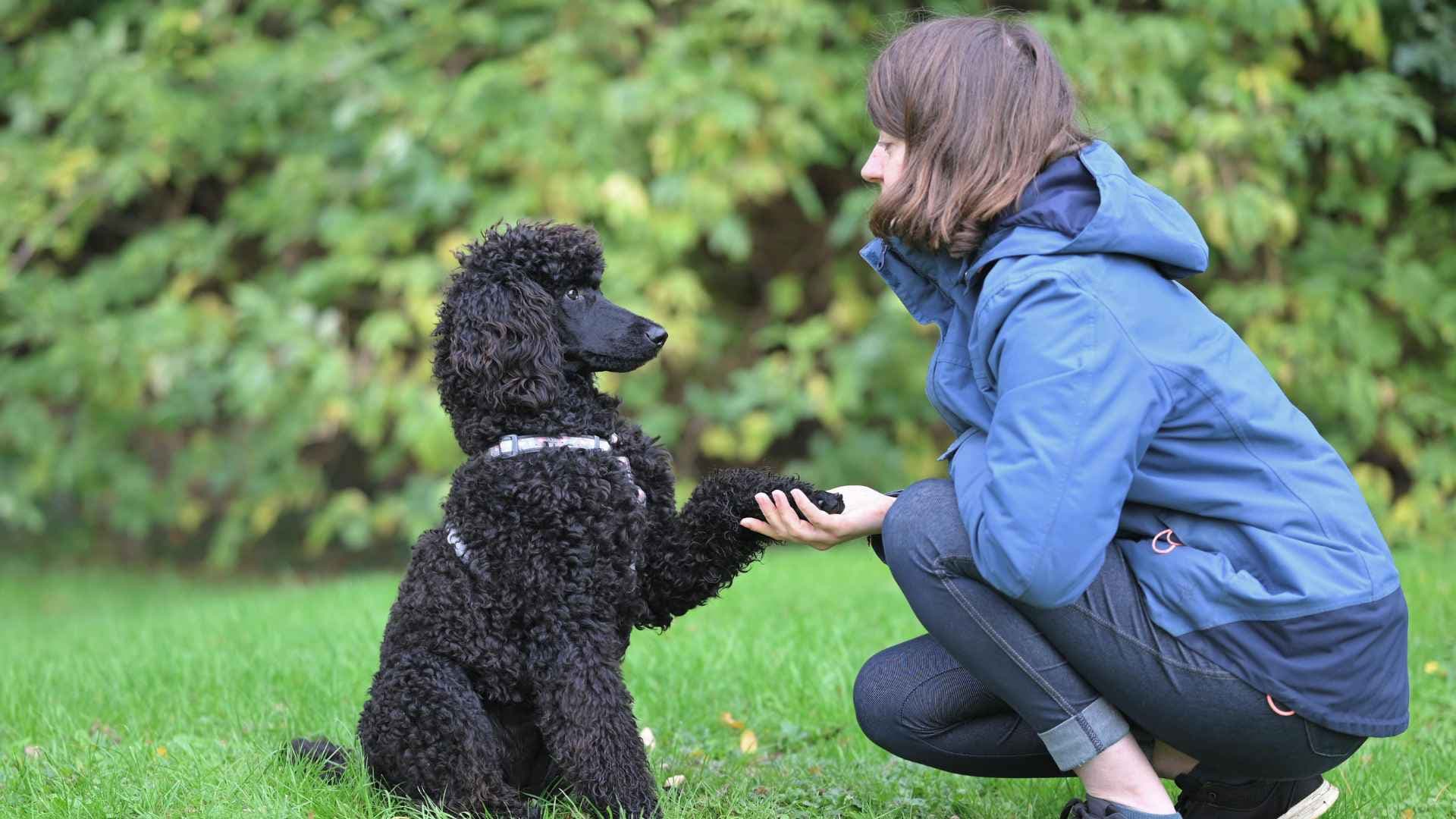 Adiestramiento canino: consejos prácticos para corregir malos hábitos