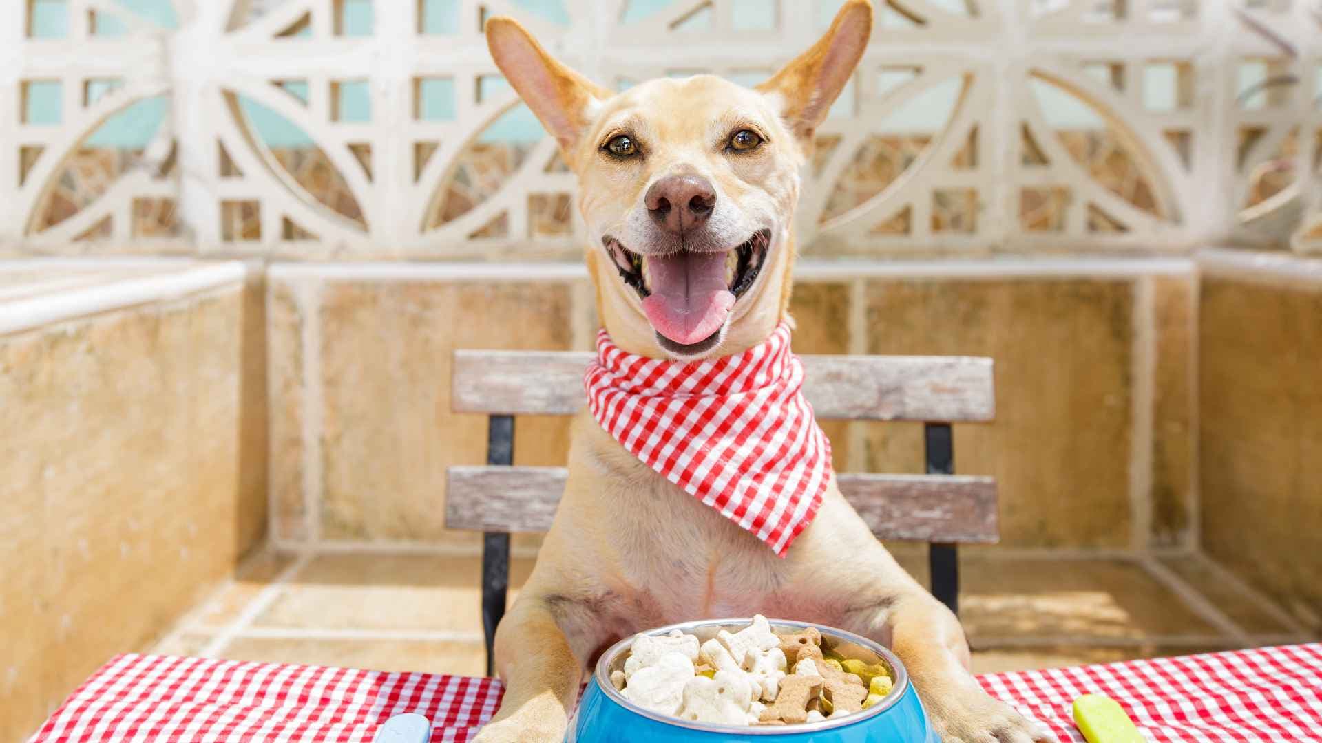 Alimentos para perros: Guía completa para cuidar su nutrición