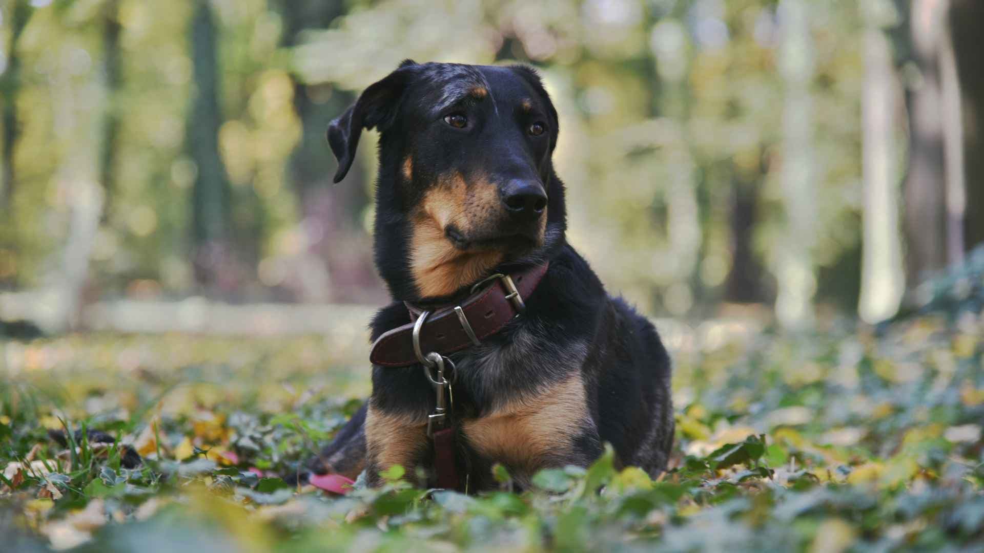 Beauceron: Todo sobre la raza