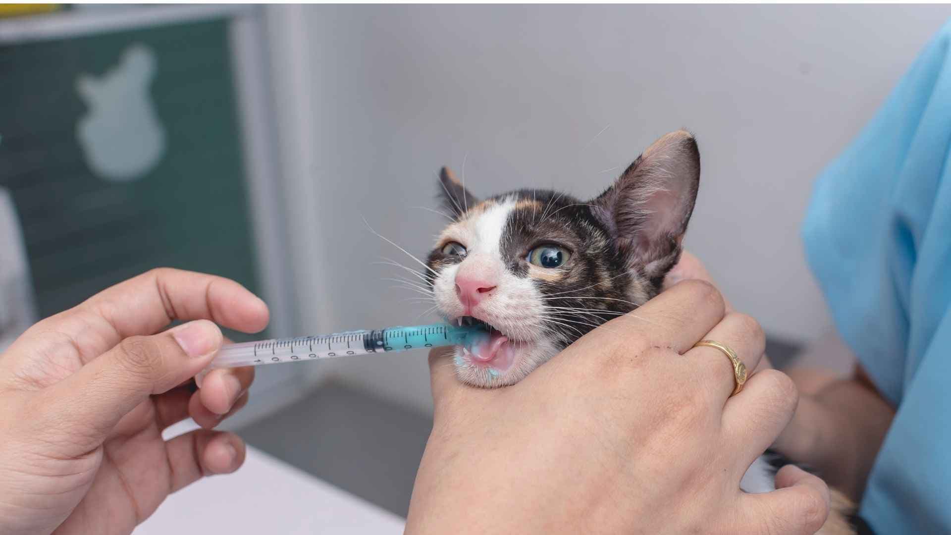 Cada Cuánto se Desparasita un Gato (la Guía Completa)