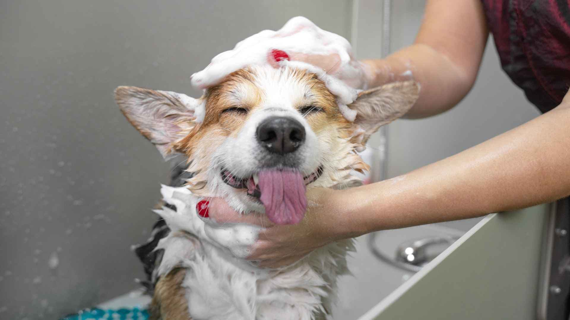 Cada cuánto se baña a un perro: Guía práctica