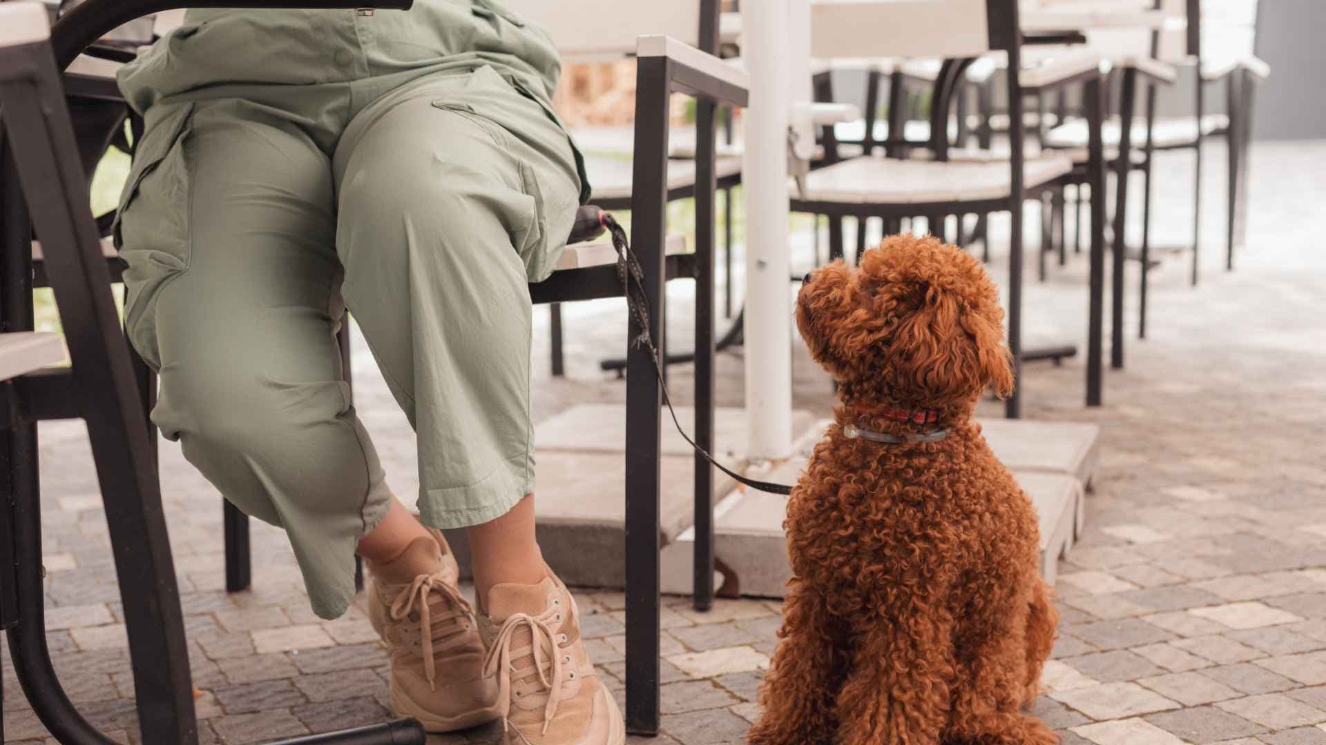 Cafeterías pet friendly Las Condes: alternativas para una salida diferente