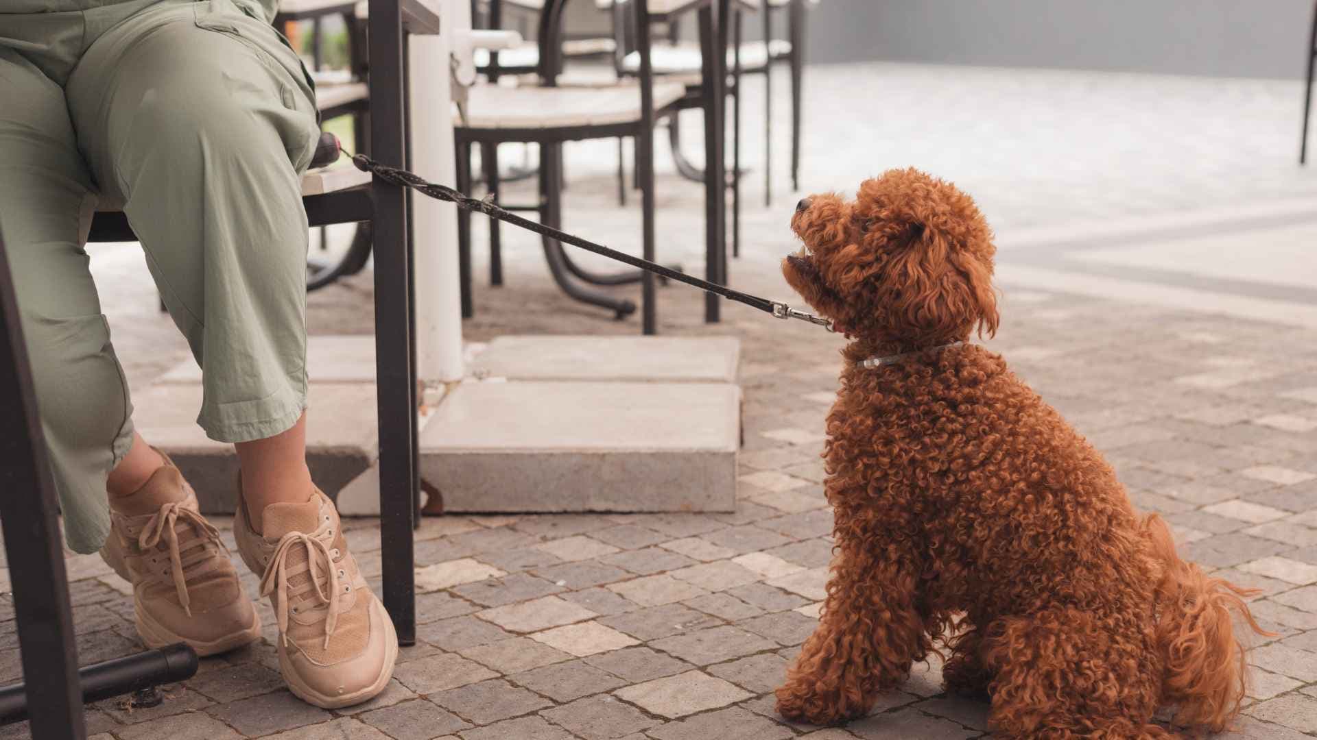 Cafeterías pet friendly en Providencia: guía completa para salir con tu mascota