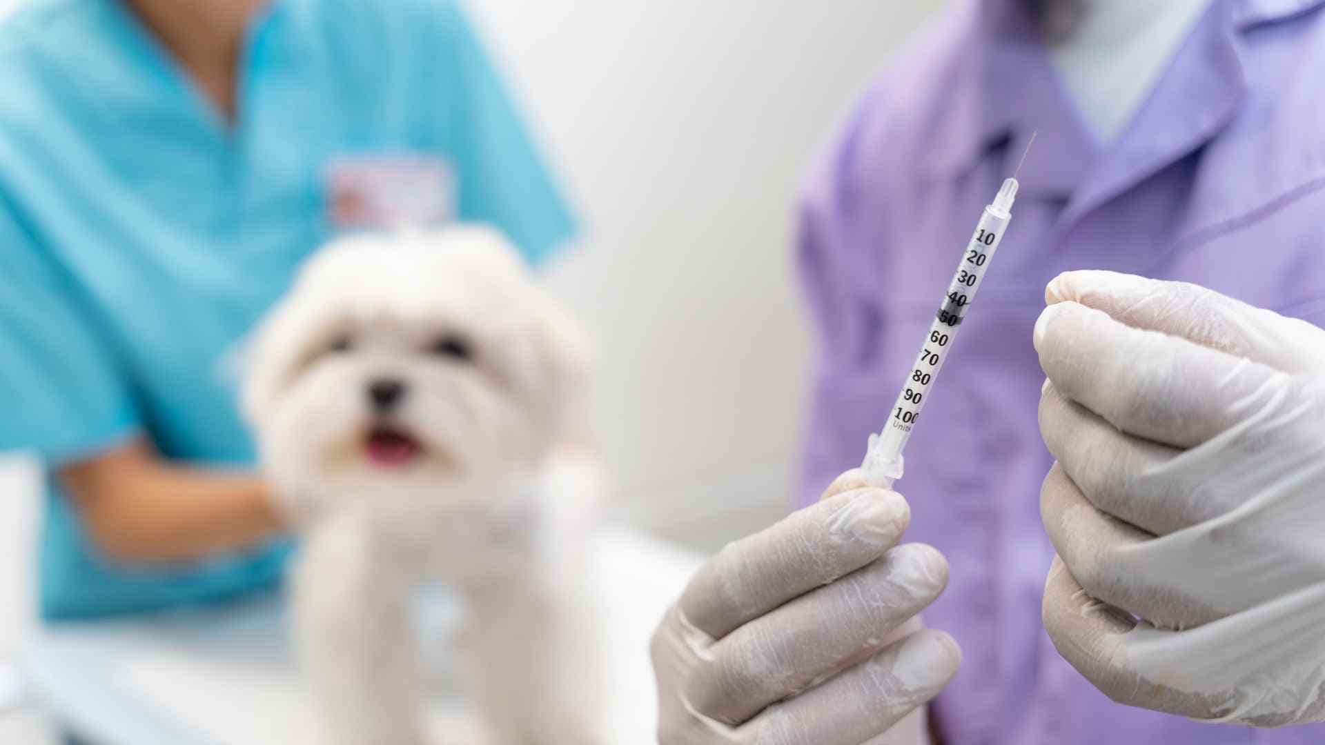 Cartilla de vacunas para perros: qué vacunas necesita y cuándo ponerlas