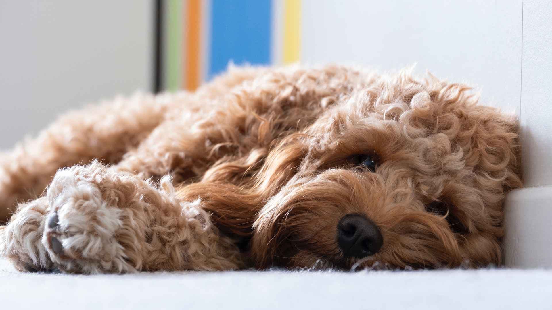 Cavapoo: Todo Sobre Esta Raza