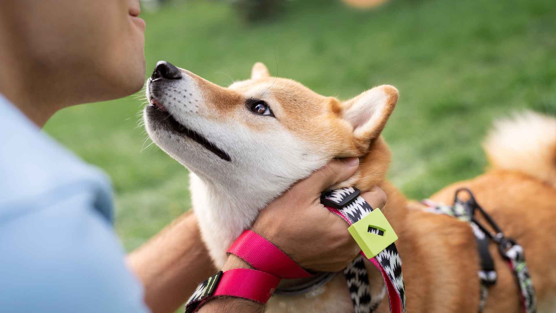 Chip para perros: qué es, cómo funciona y por qué es importante