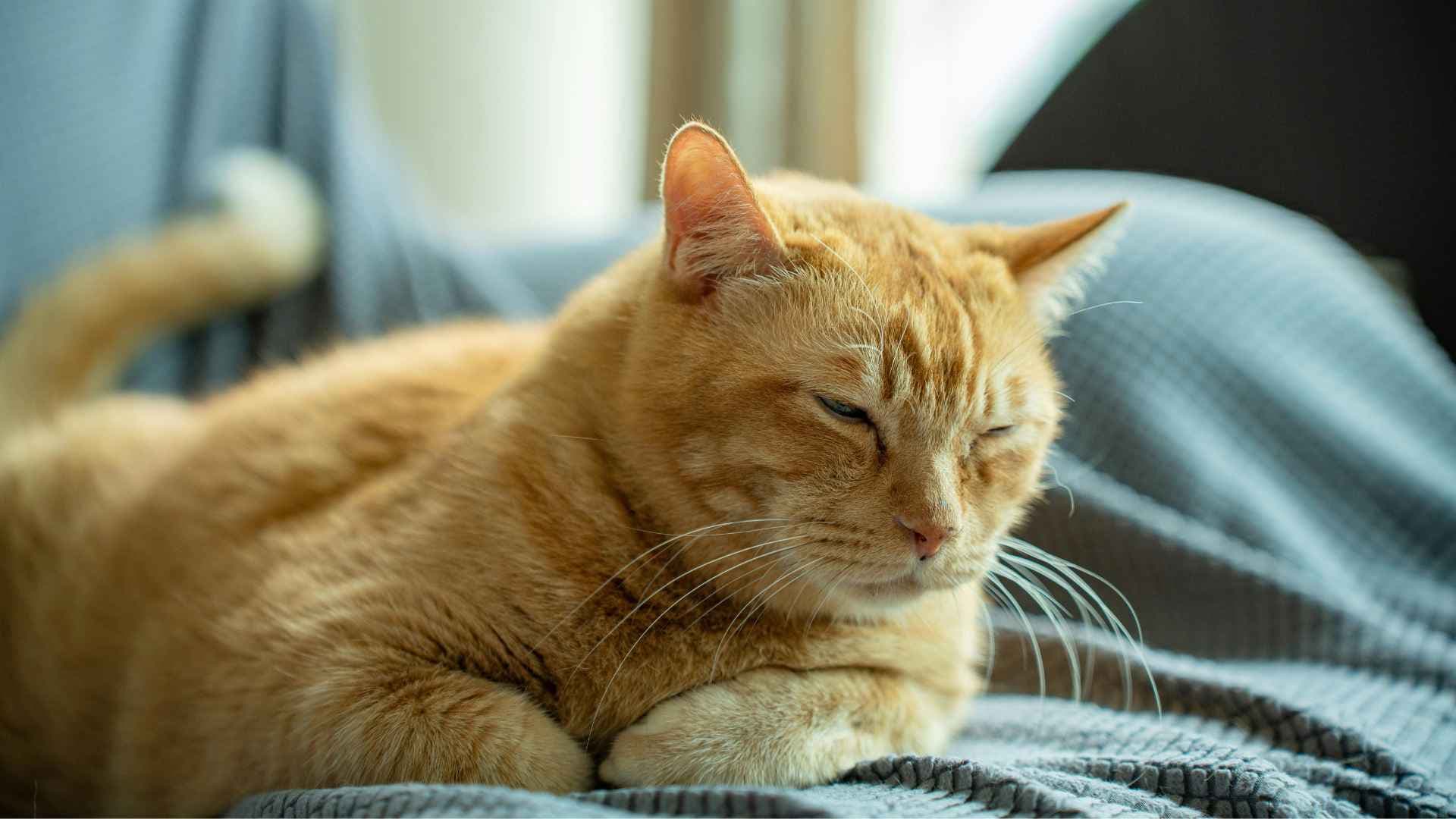 Cistitis en Gatos: Todo lo que debes saber