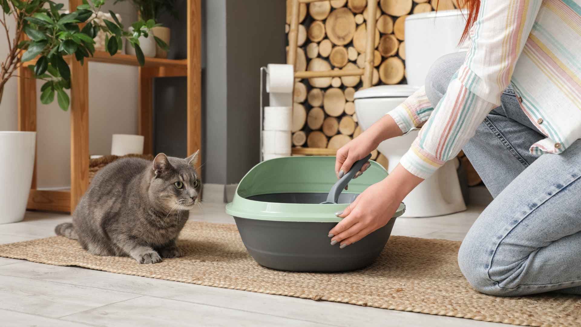Cómo Elegir la Mejor Arena para Gatos: Todas las Recomendaciones