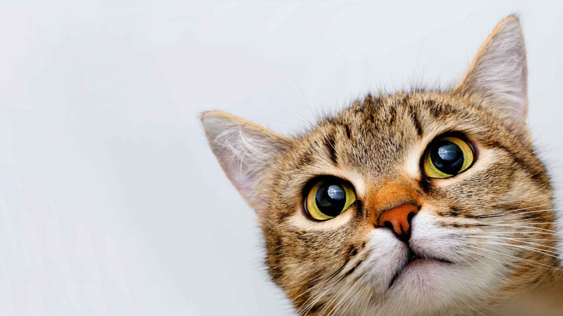 Cómo diferenciar un gato de una gata: guía fácil para tutores primerizos