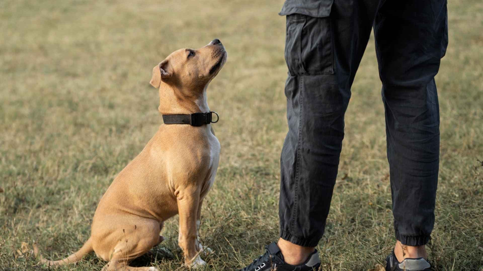 Collar adiestramiento canino: tipos, riesgos y alternativas respetuosas para tu perro