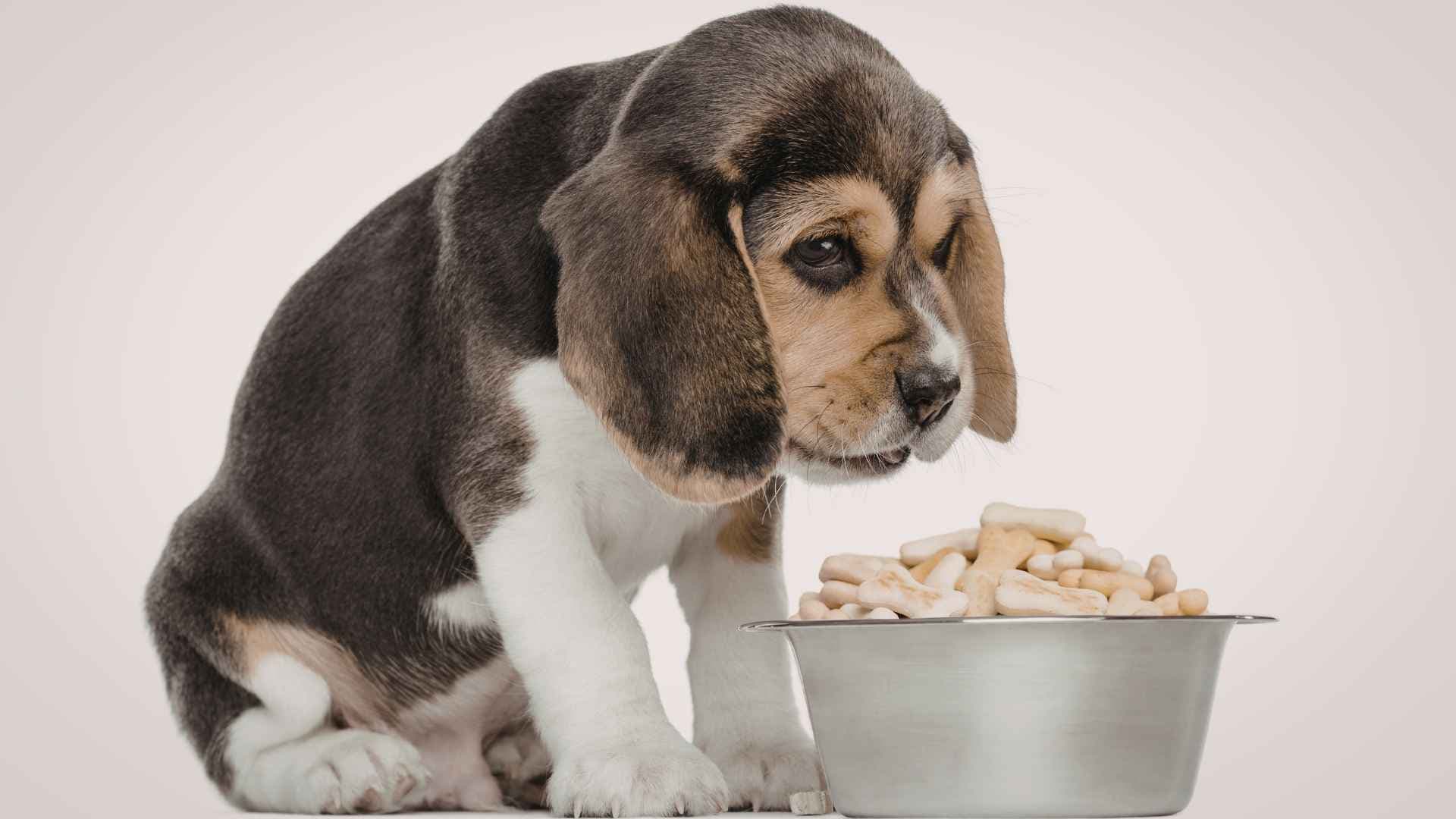 Comida para cachorro: Guía completa para elegir el mejor alimento