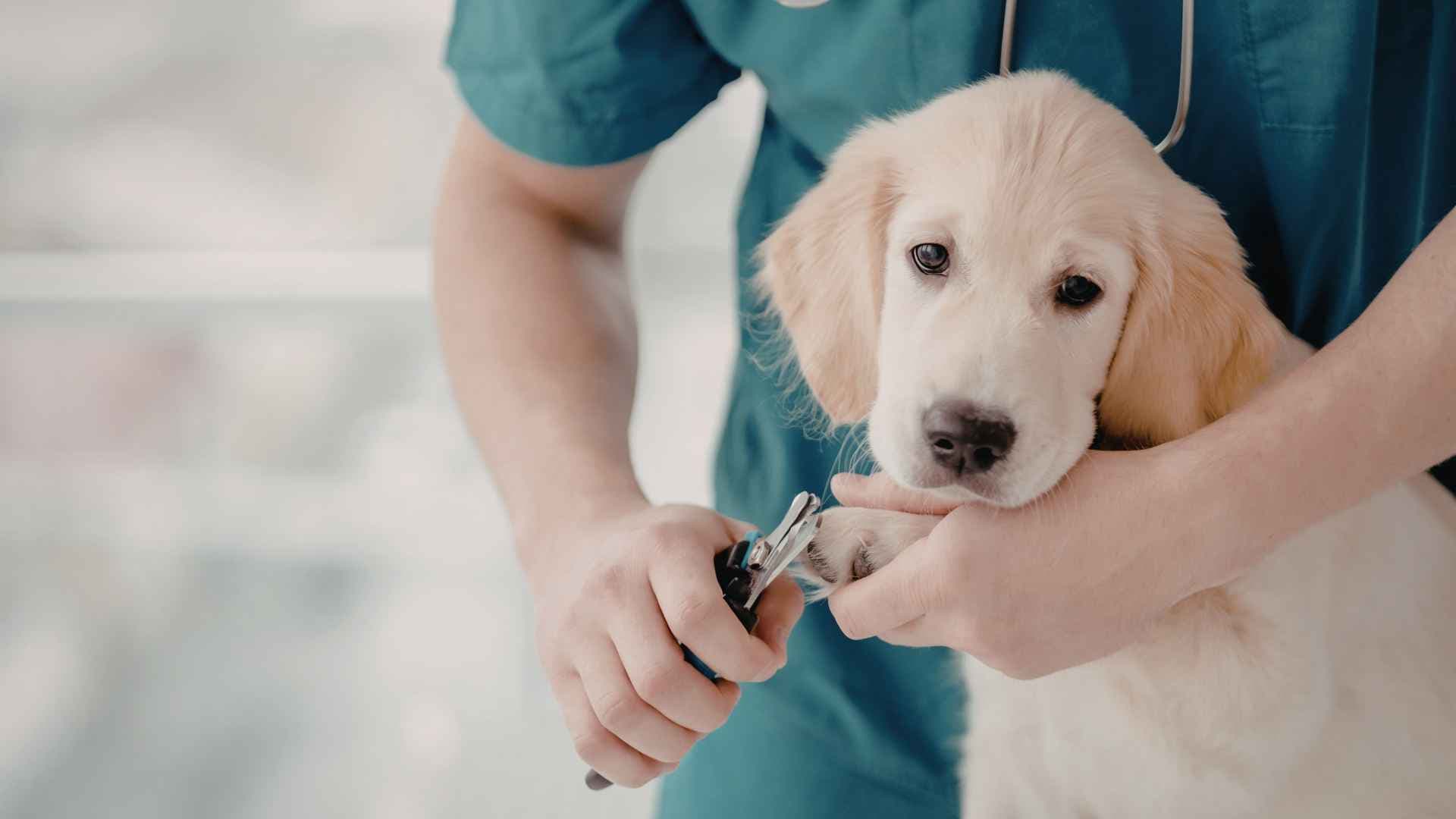 Corte de uñas en perros: Guía completa paso a paso