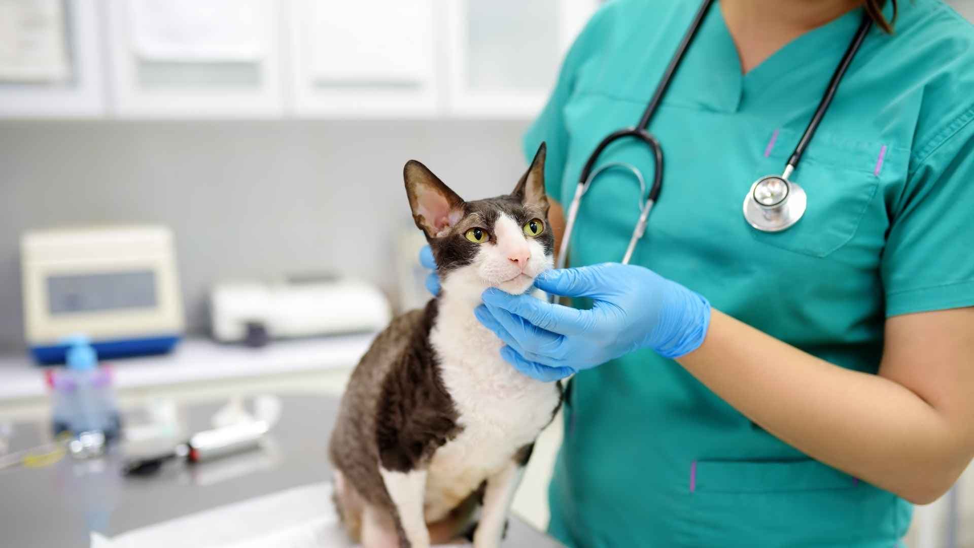 Cuánto cuesta atender a tu mascota en Chile: guía de precios veterinarios