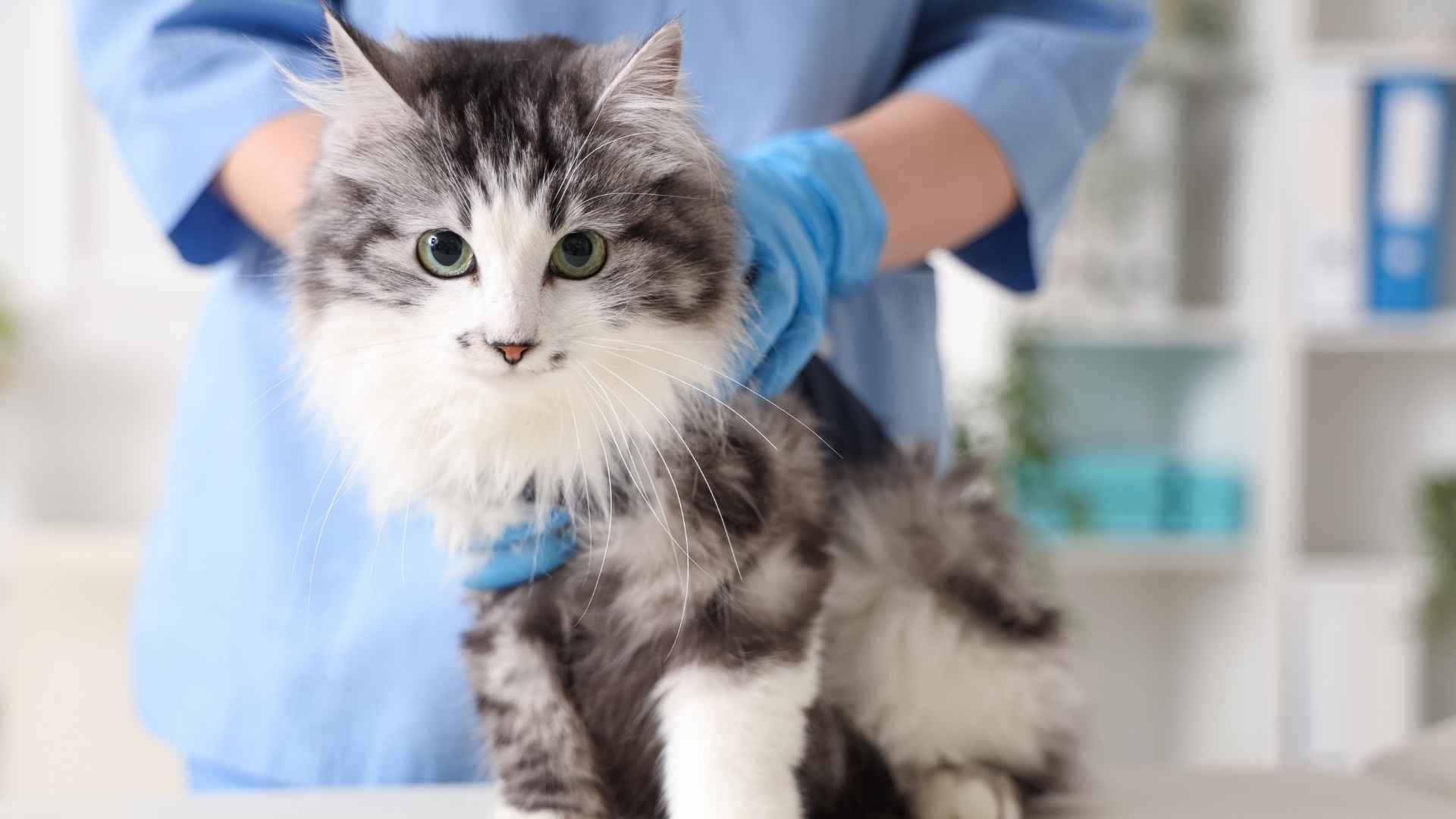 Cuánto sale esterilizar a una gata en Chile