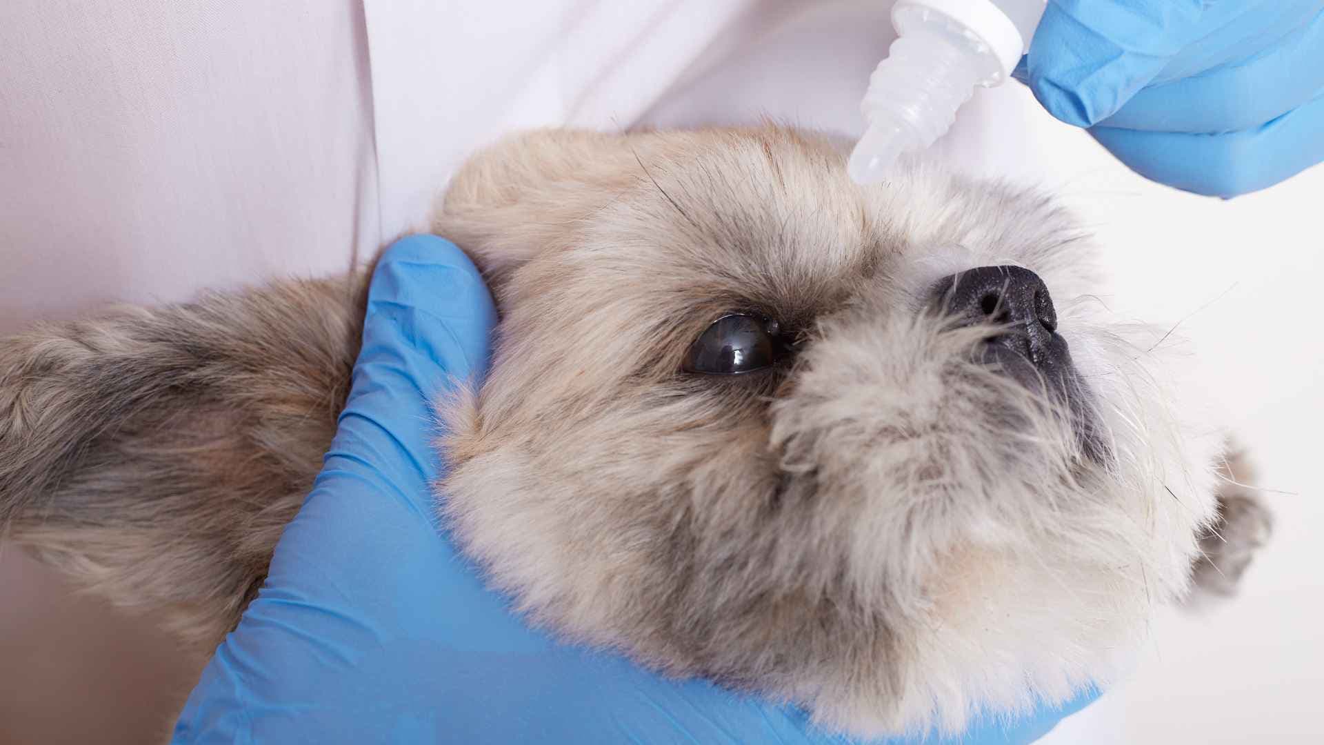 Cytopoint para perros: usos, efectos y recomendaciones