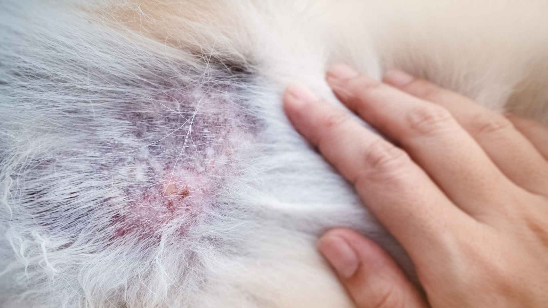 Dermatitis por Hongos en Perros: Cómo Tratarla