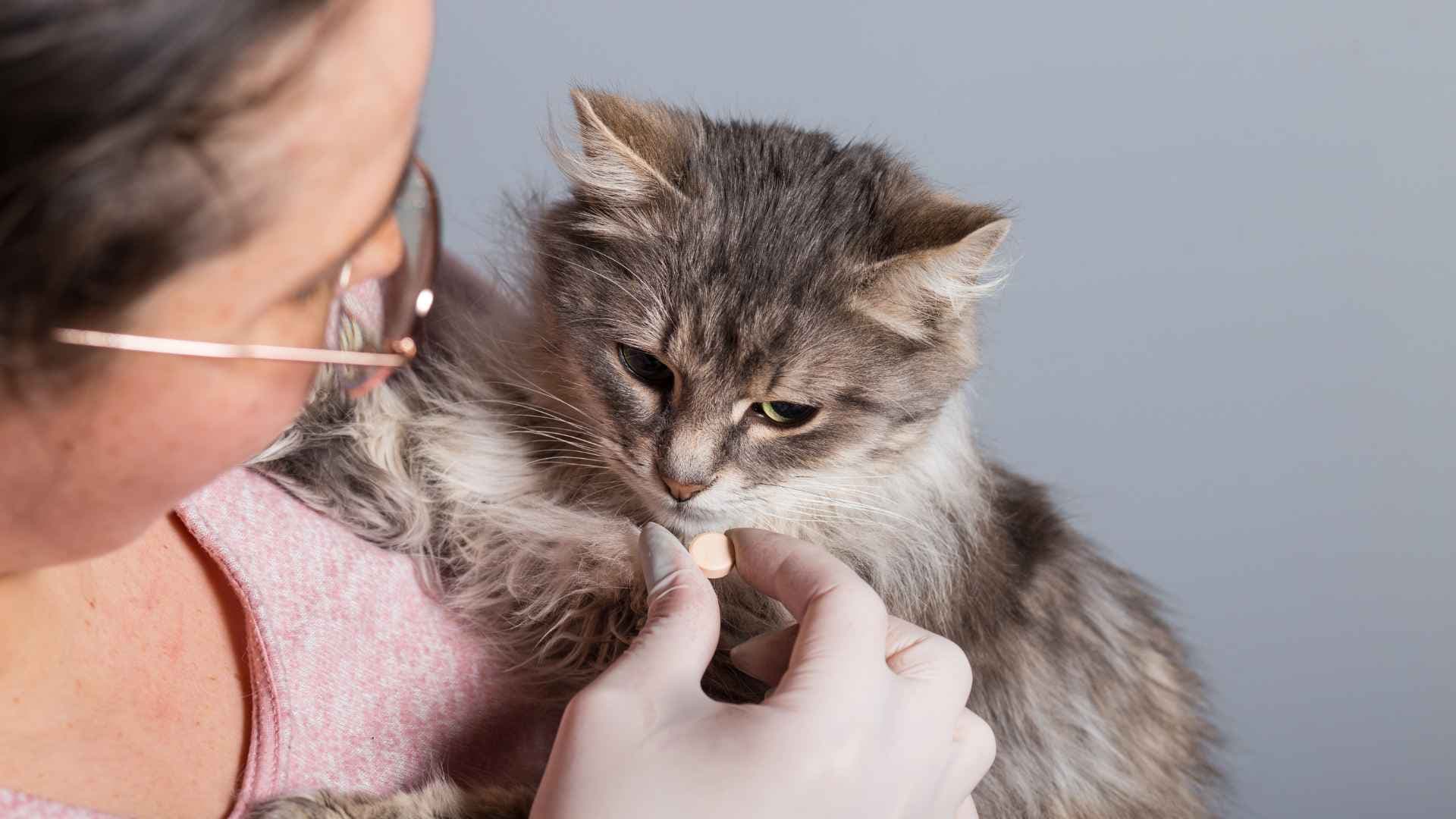 Desparasitante para Gatos: Qué Debes Tener en Cuenta