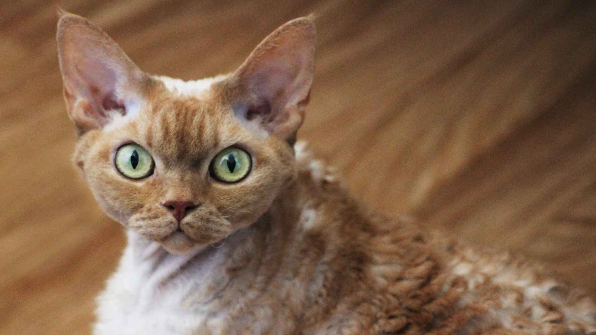 Devon Rex: Todo Sobre esta Raza de Gato