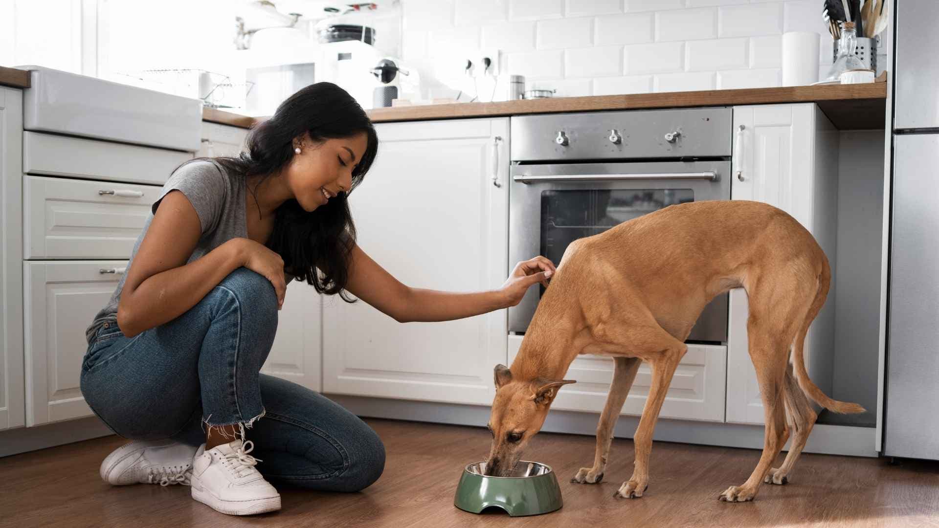 Dieta BARF: Cómo Empezarla con tu Perro