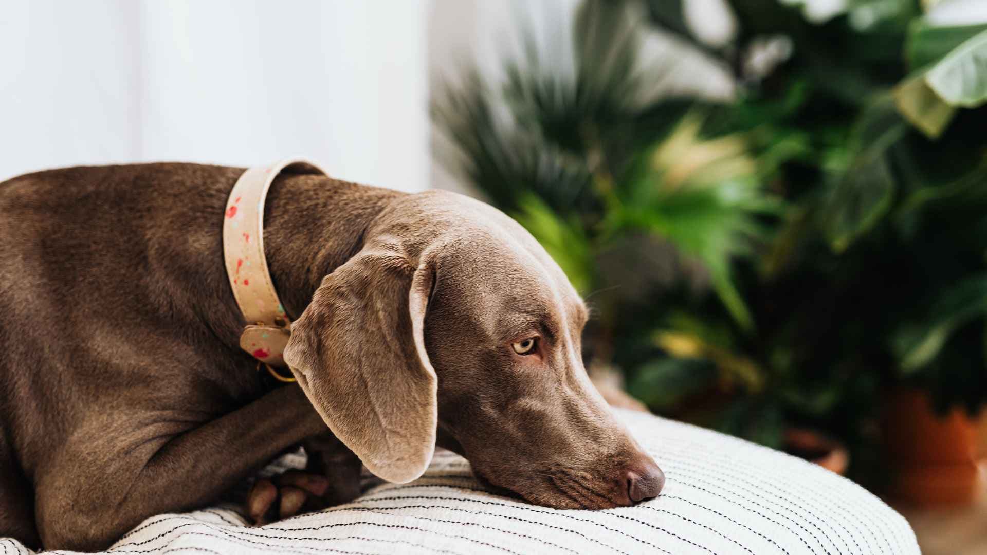 Displasia de Cadera en Perros: Cómo Tratarla