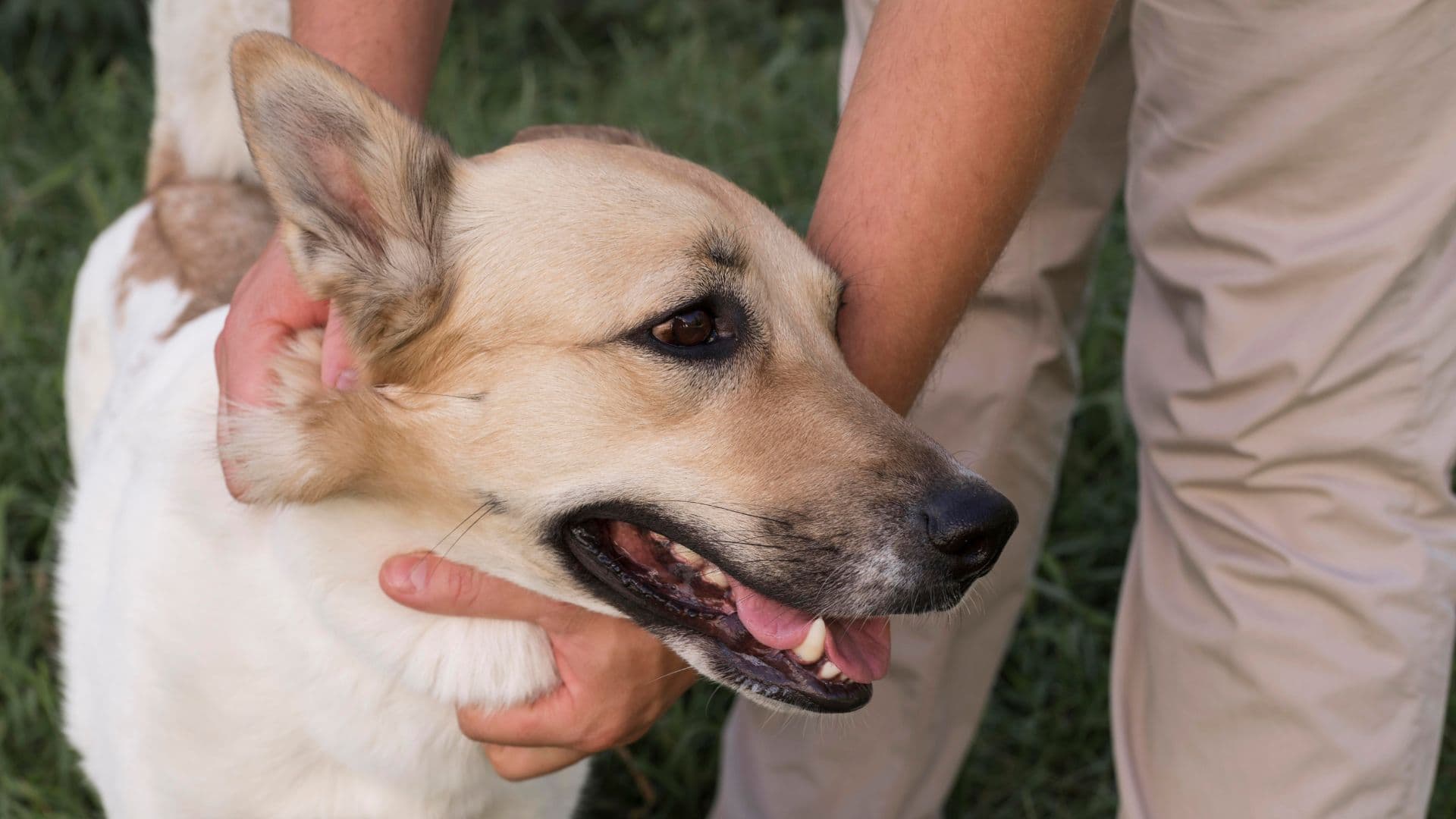Erliquia Canina: Síntomas, Tratamiento y Prevención