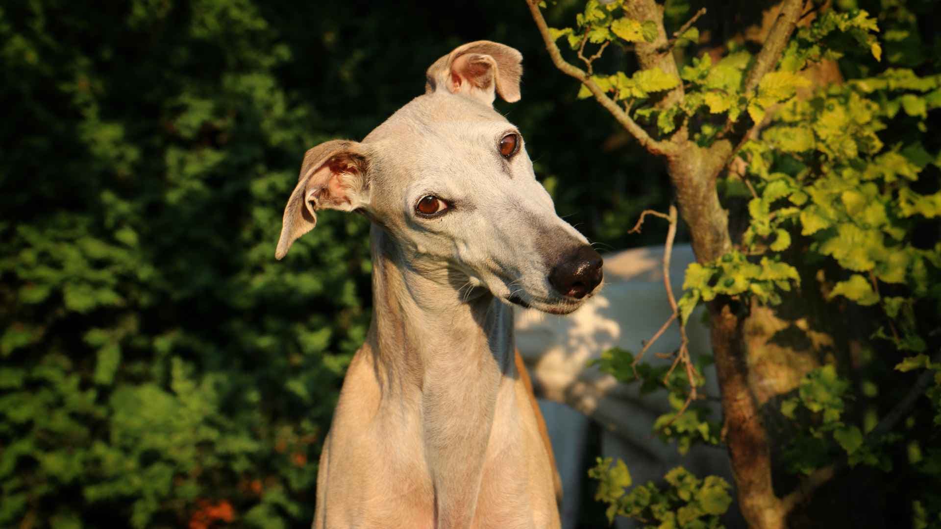 Galgo español: guía completa de cuidados y características