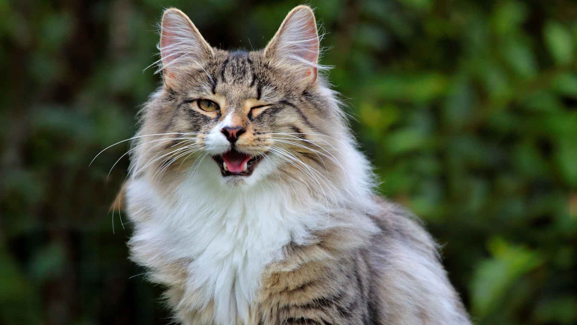 Gato Bosque de Noruega: guía completa de la raza
