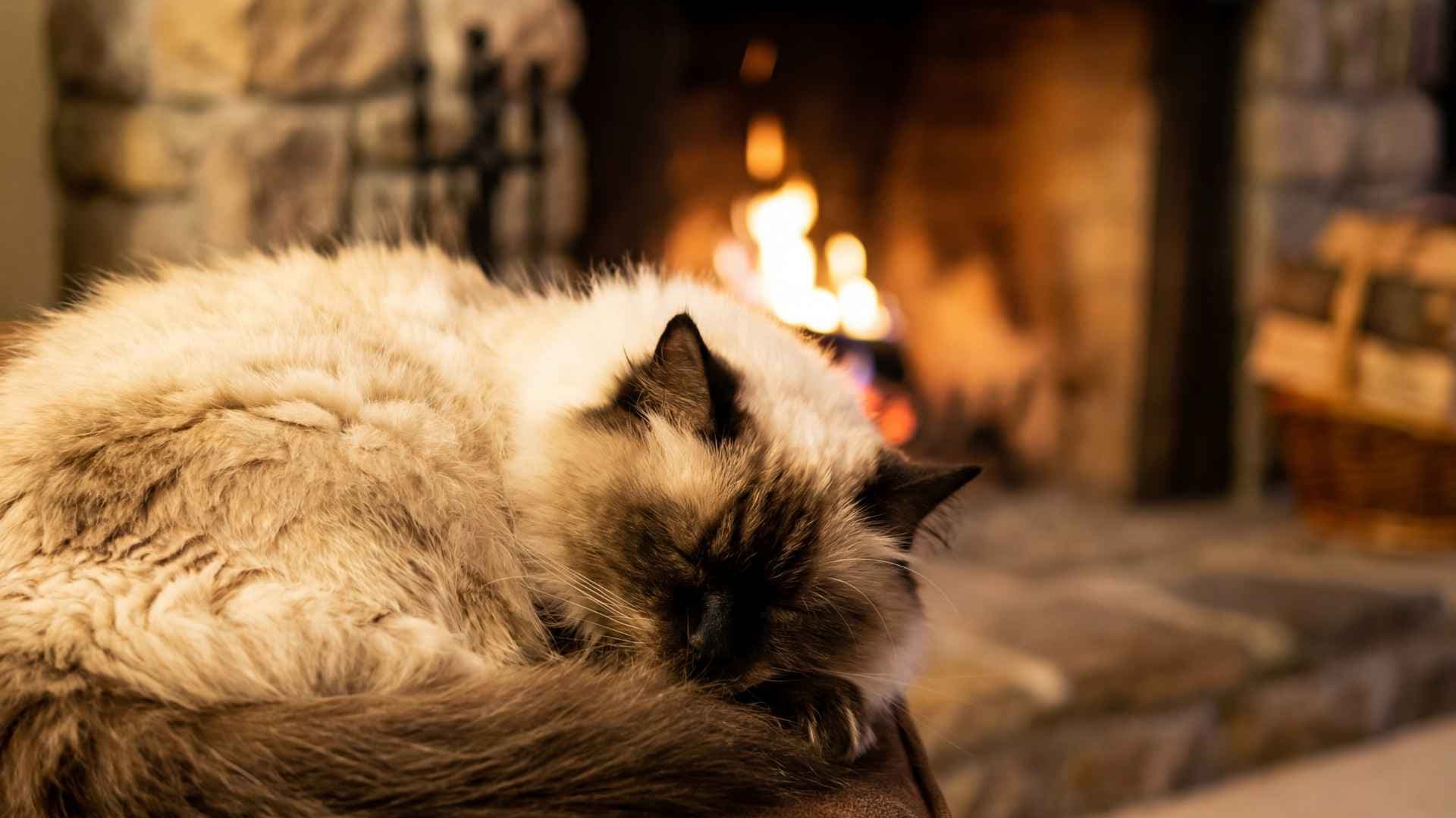 Gato Himalayo: guía completa de la raza