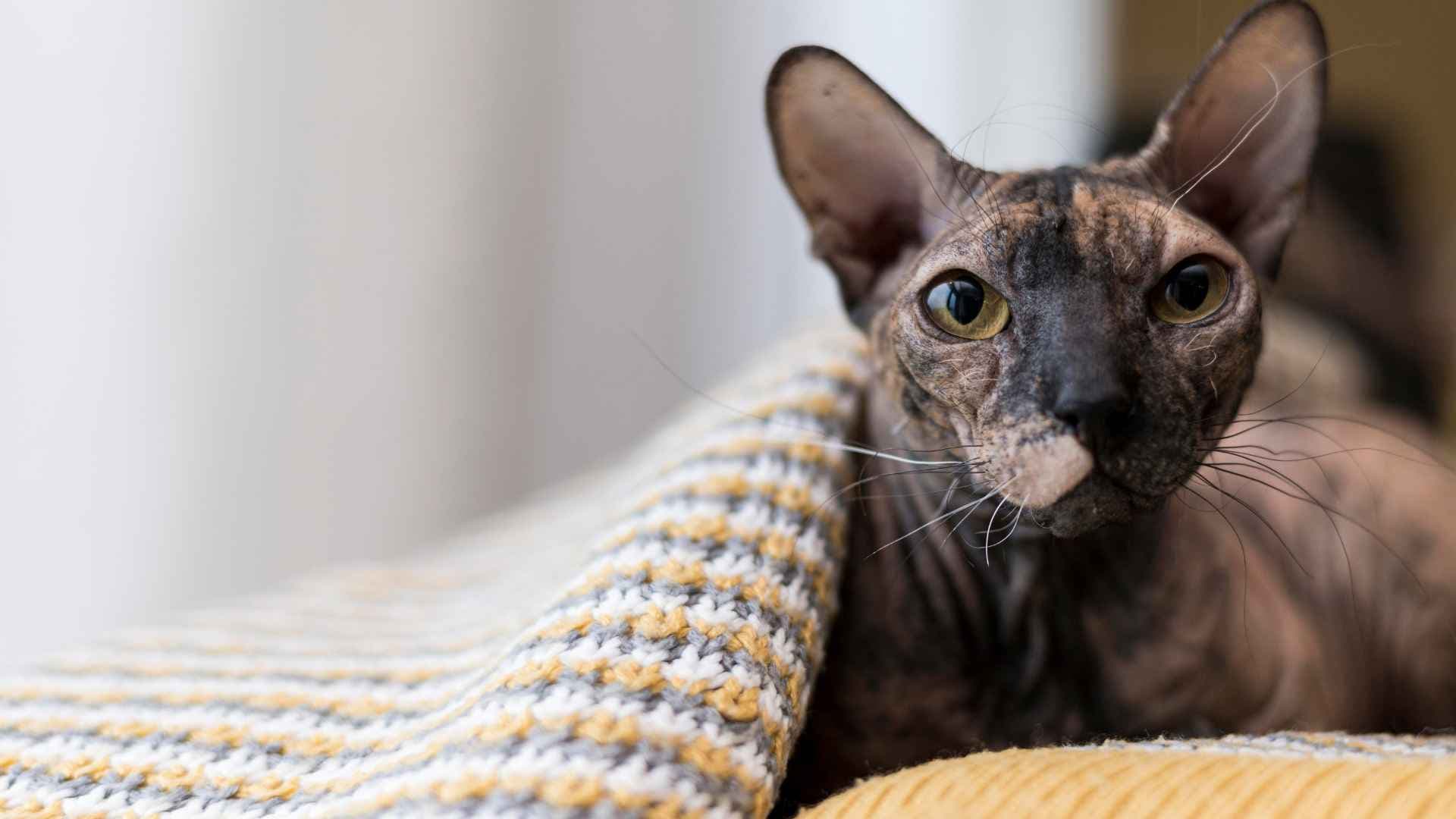 Gato egipcio: todo sobre la raza