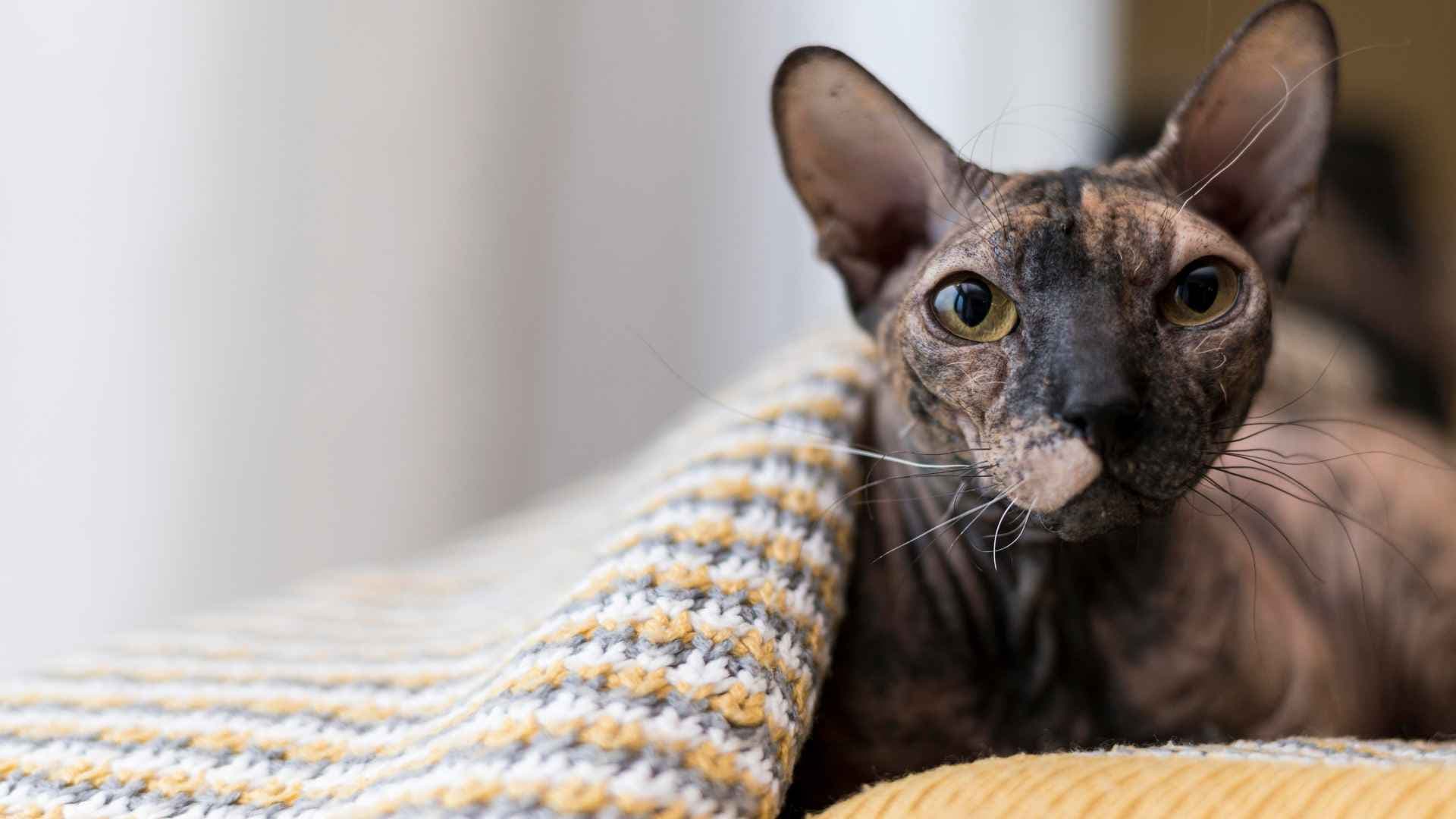 Gatos Esfinge: Por qué son tan únicos