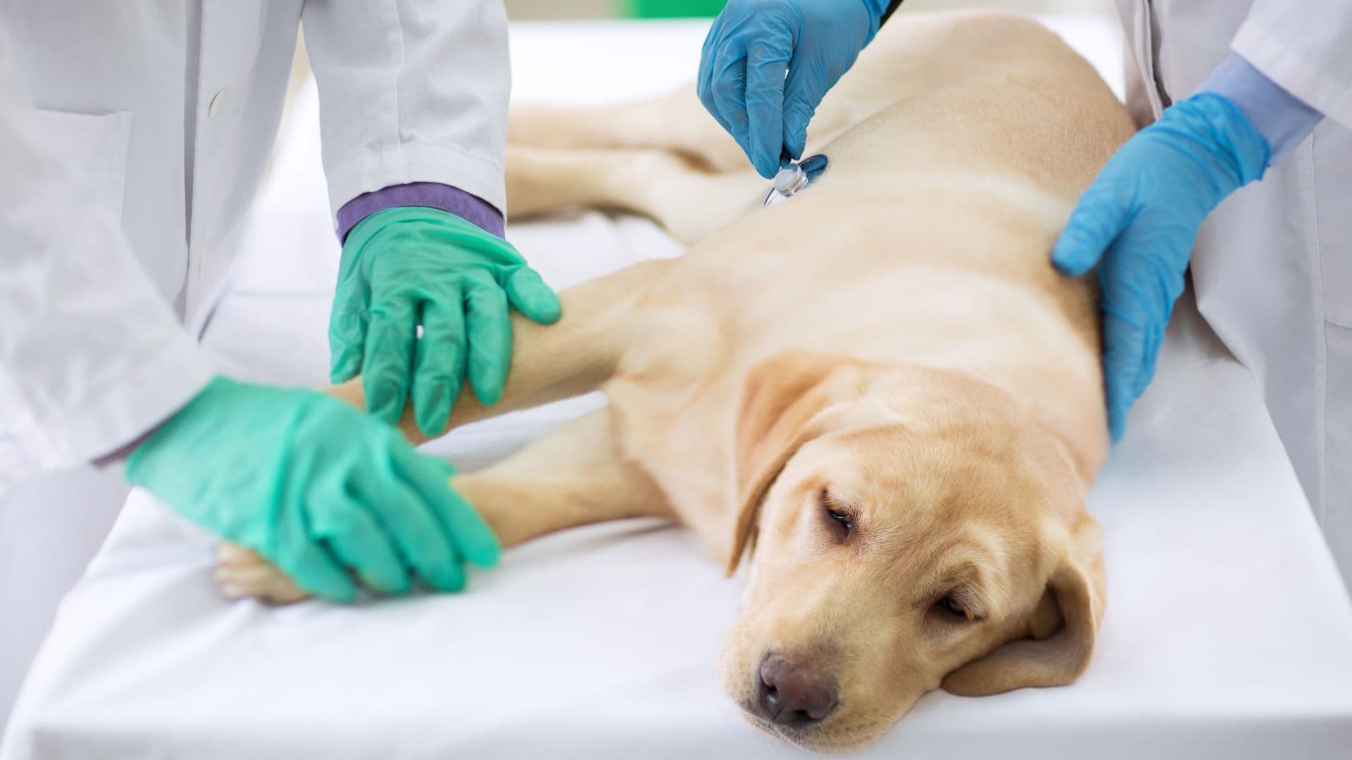 Glándulas anales perros: Guía para cuidado y prevención