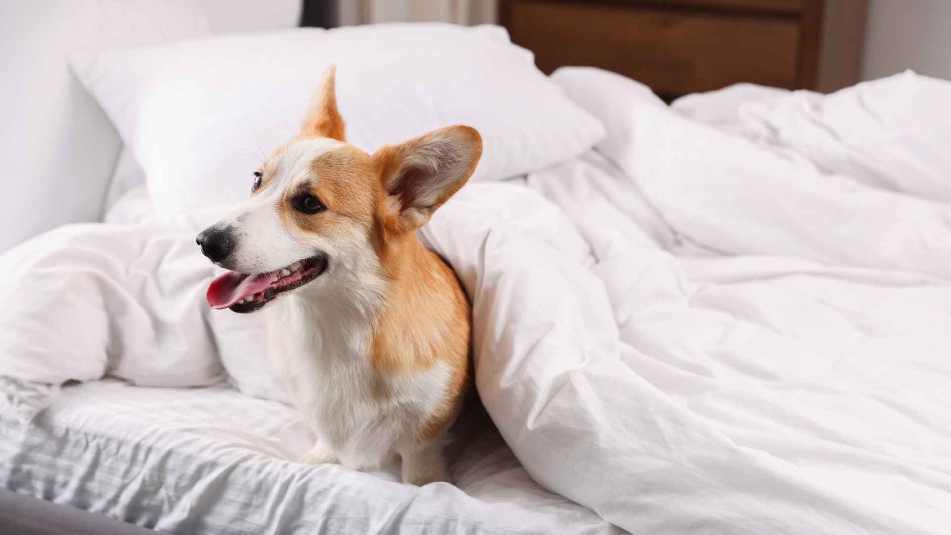 Hoteles pet friendly en Puerto Varas: guía para unas vacaciones con tu mascota