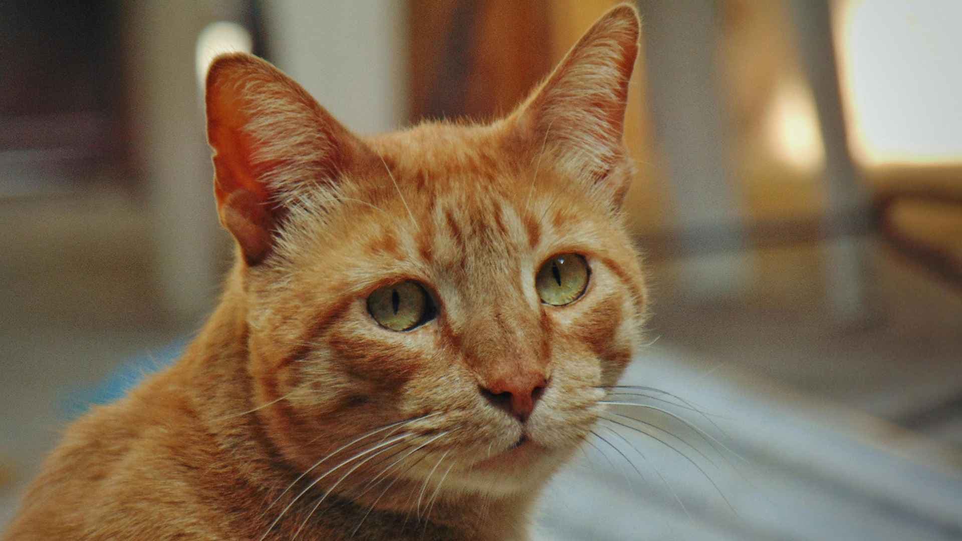 Ictericia en gatos: causas, diagnóstico y tratamiento