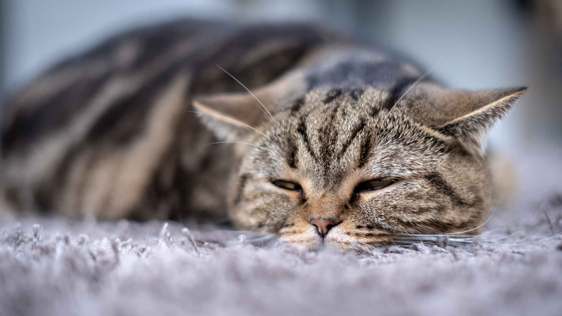 Infección urinaria en gatos: síntomas, causas y qué hacer antes de que empeore