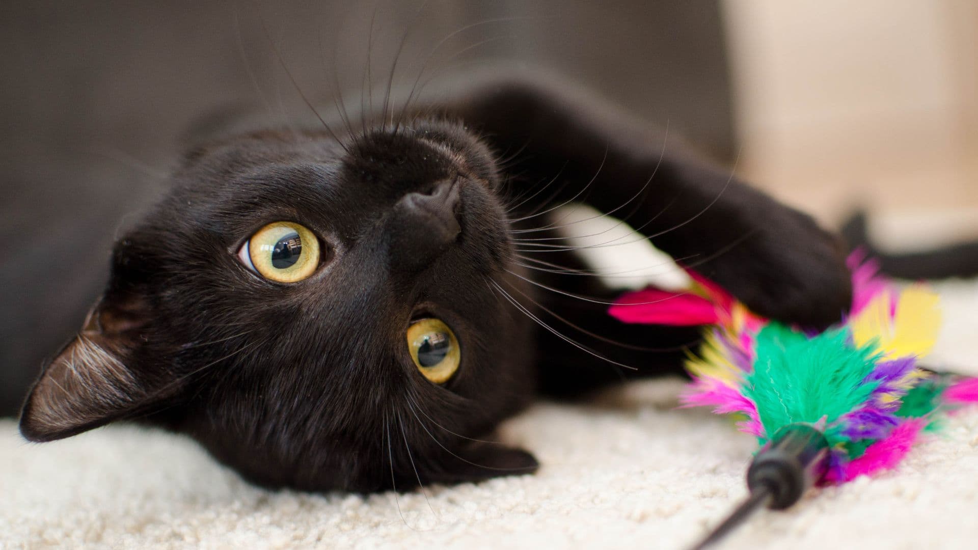 Juguetes para gatos: Guía para elegir el mejor estímulo para tu felino