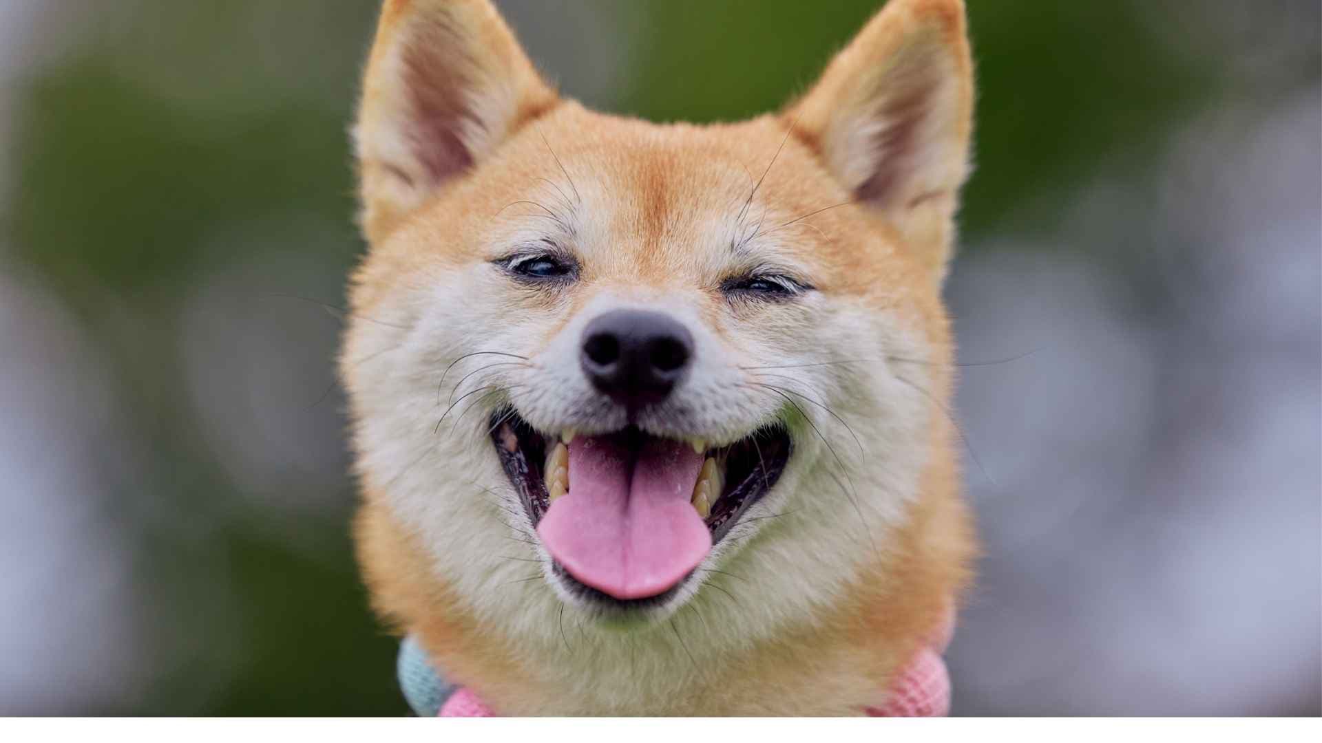 Lenguaje Corporal de Perros: Guía para Entender lo que tu Mascota Quiere Decirte