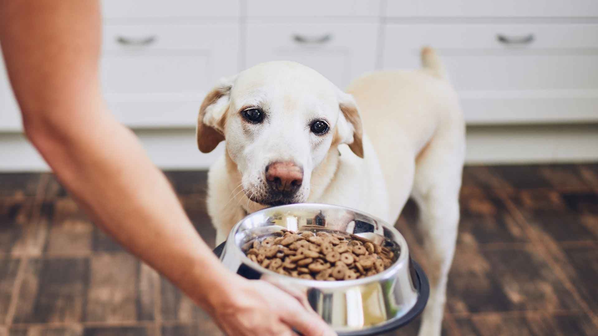Los 10 Mejores Alimentos para Perros