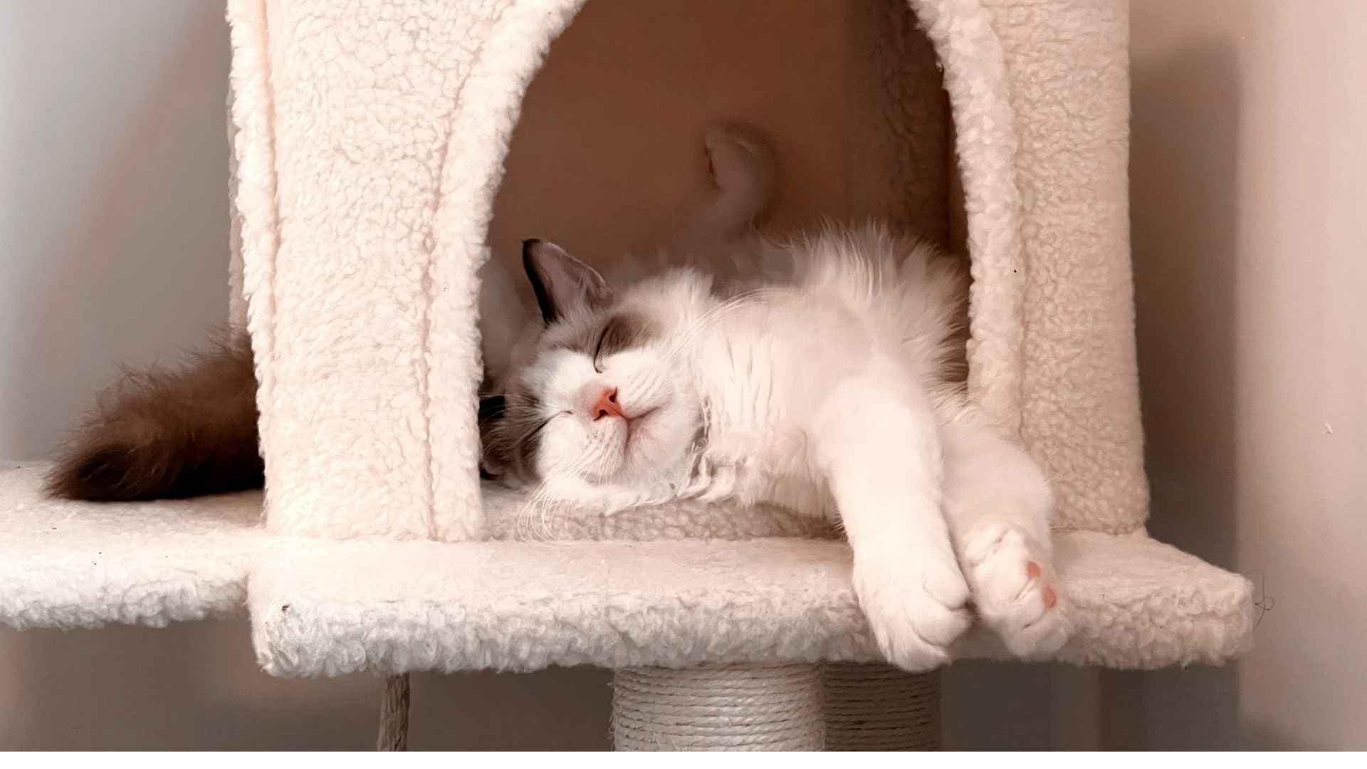 Los 11 Beneficios de Tener un Gato