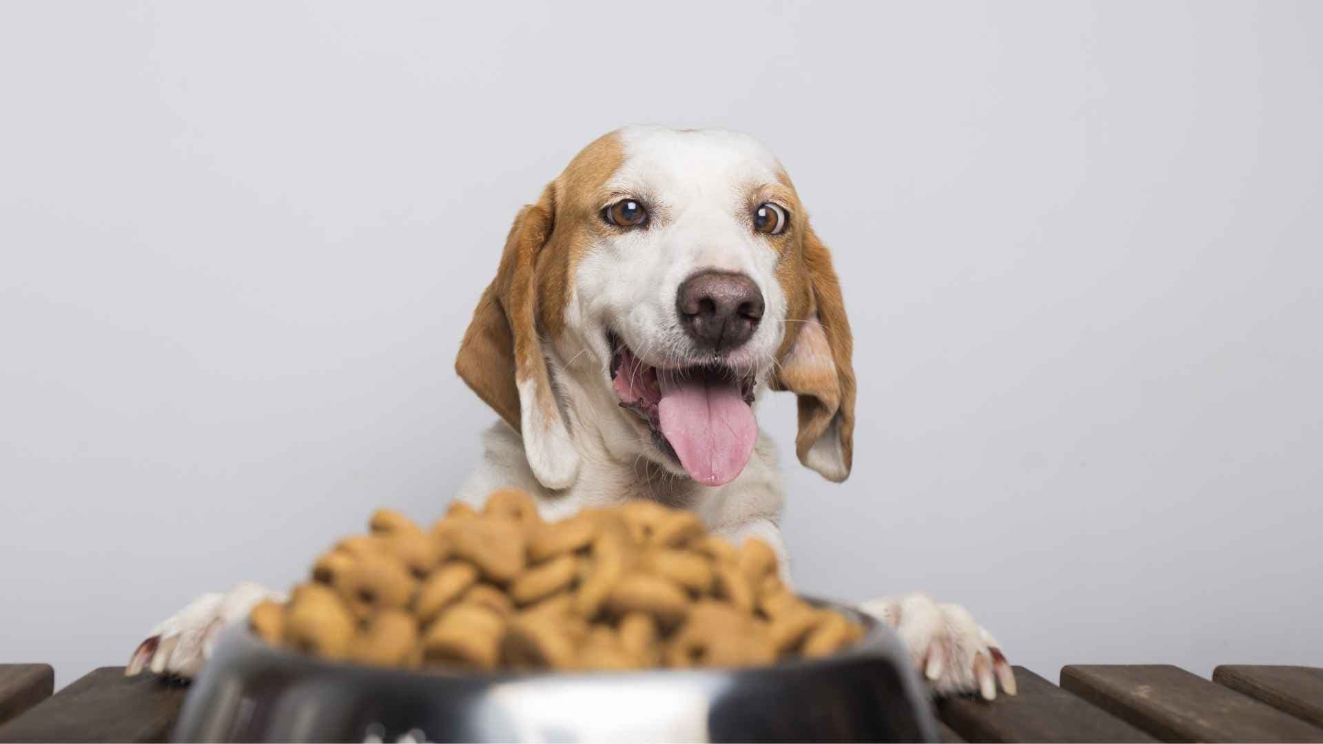 Mejores alimentos económicos para perros: guía completa para tutores