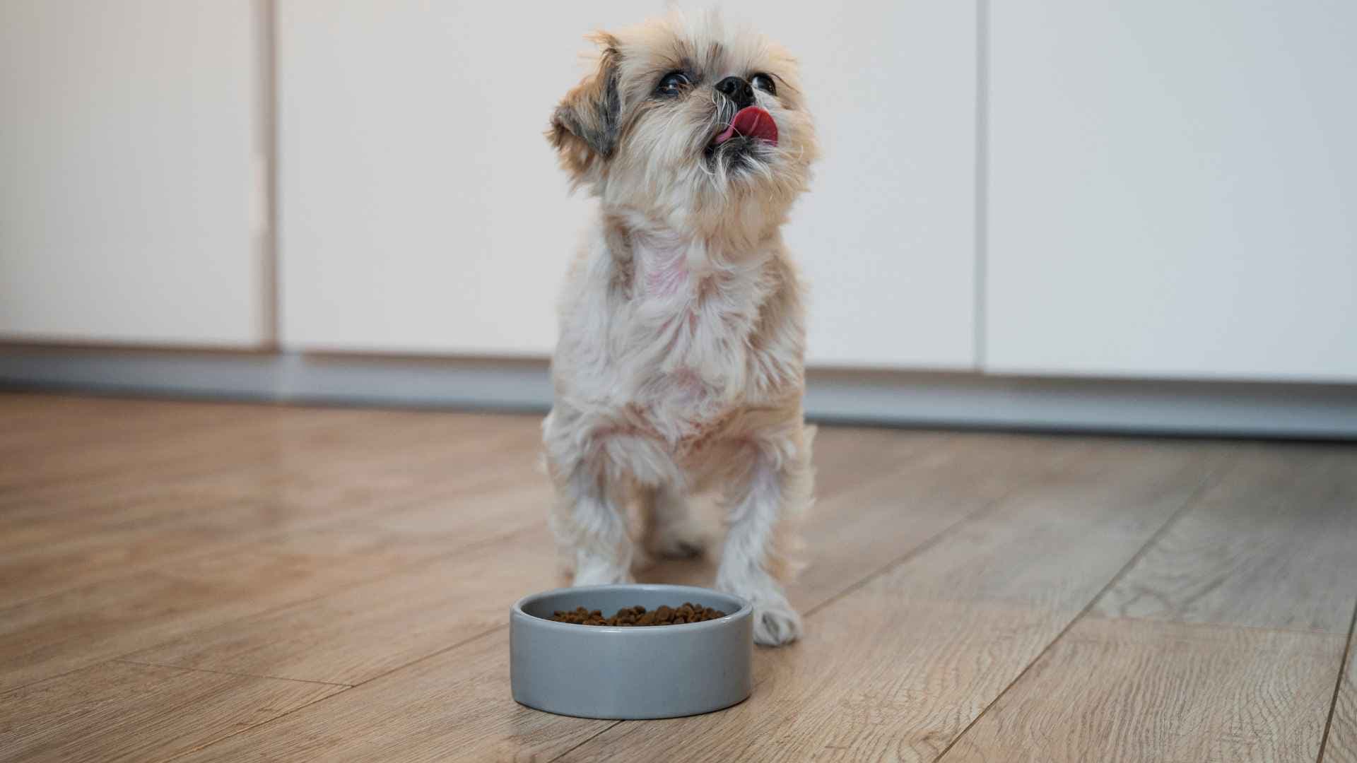 Mejores alimentos para perros en Chile 2026