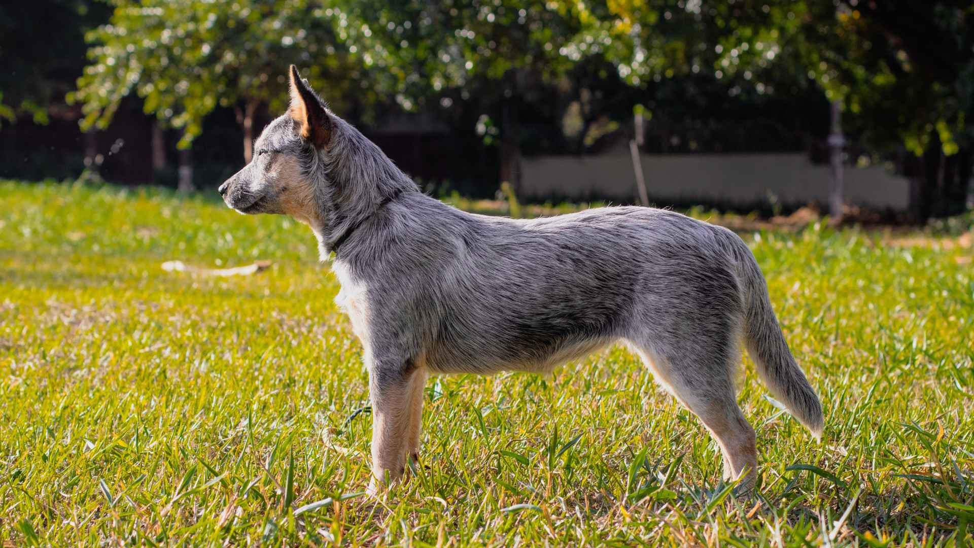 Mejores caniles de Lo Barnechea: Dónde llevar a tu perro para correr y jugar