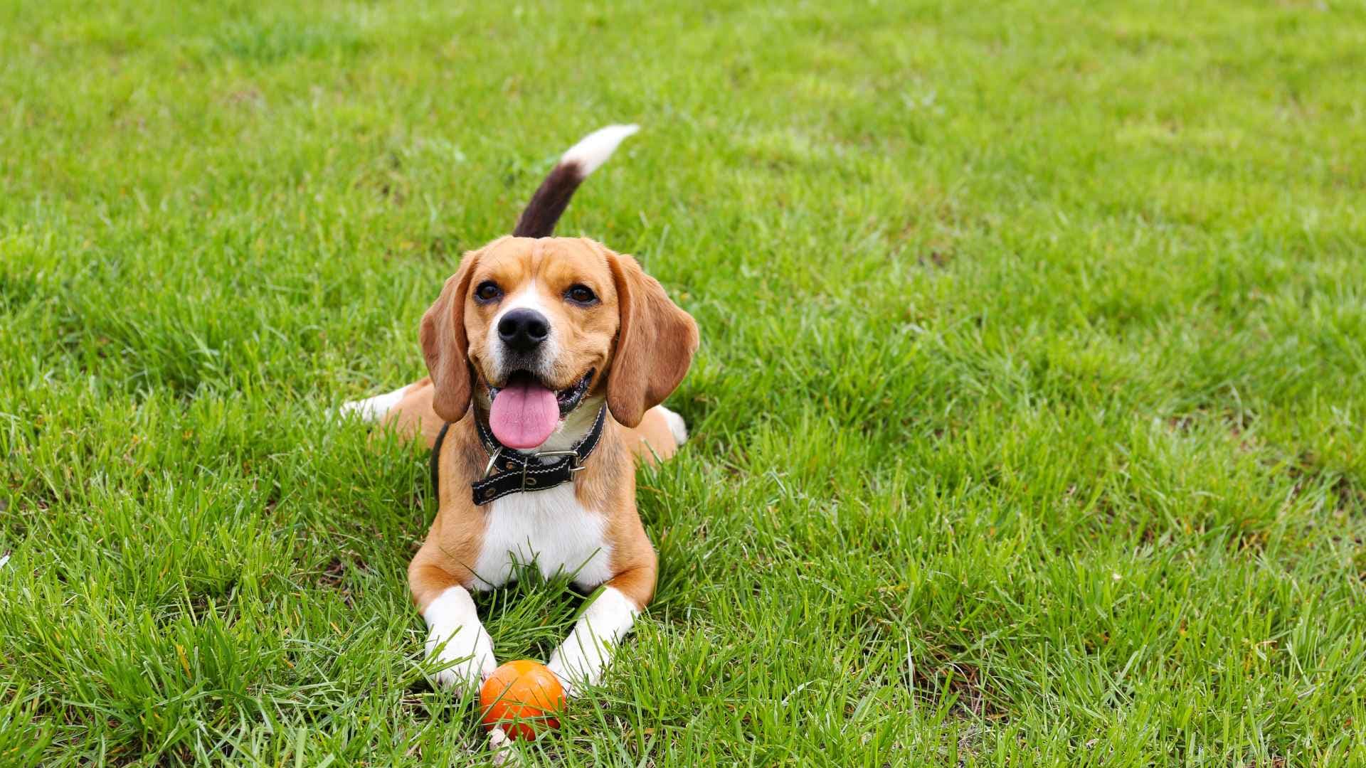 Mejores caniles en Concón: guía para disfrutar con tu perro
