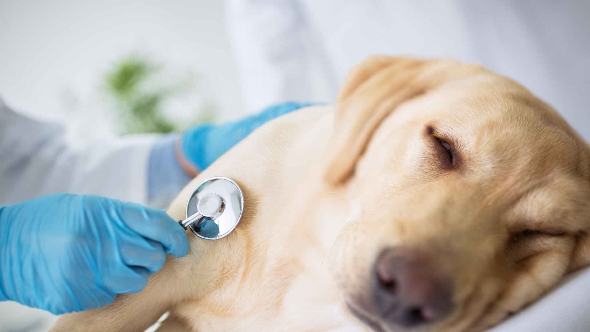 Mi perro vomita amarillo: Causas, síntomas y cómo actuar