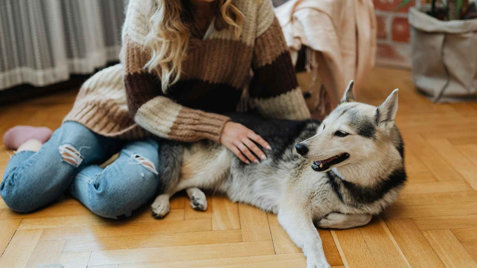 Microchip mascotas: Guía completa de registro y sus beneficios