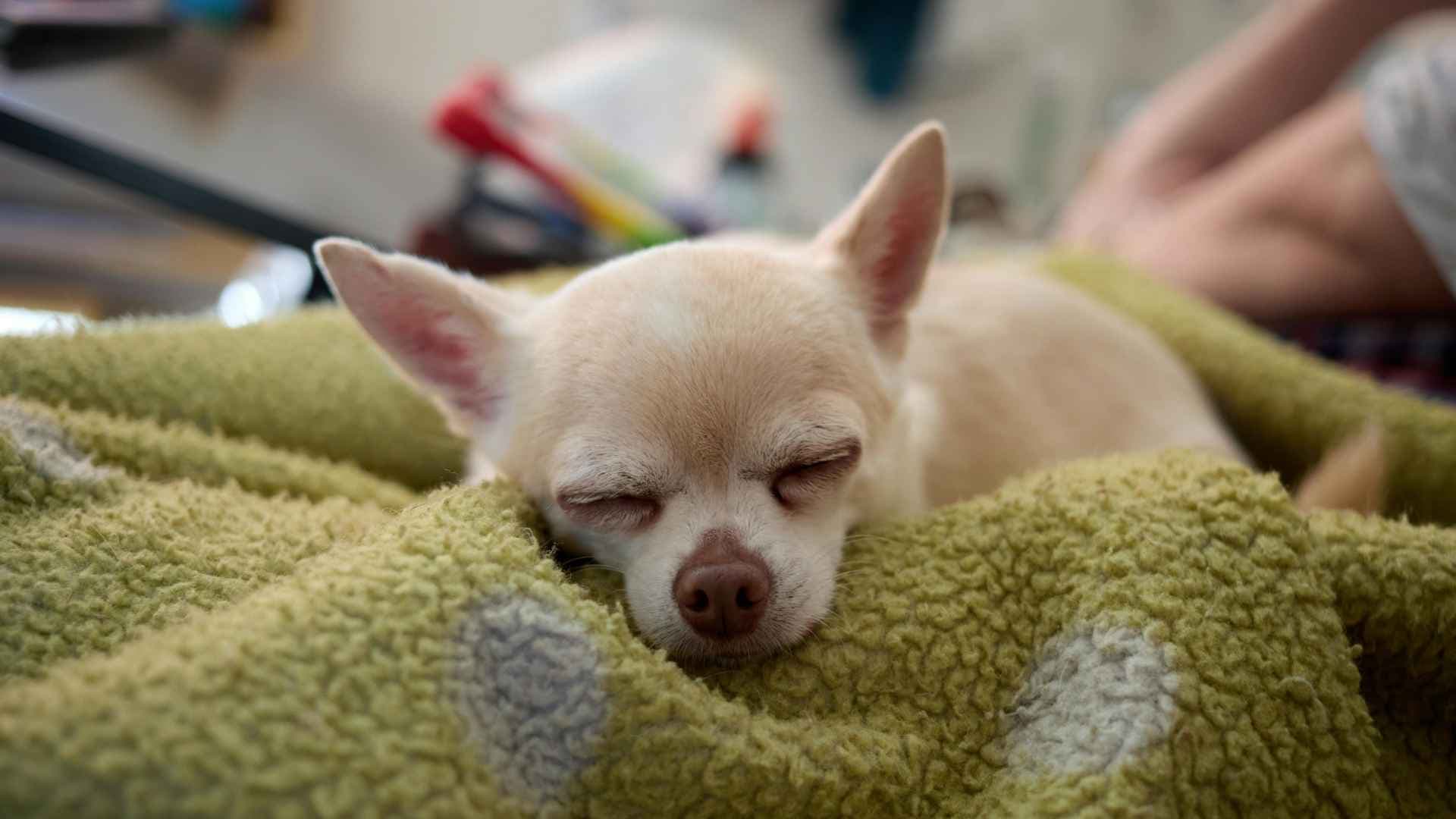 Mini perros que no crecen: Guía completa de razas pequeñas