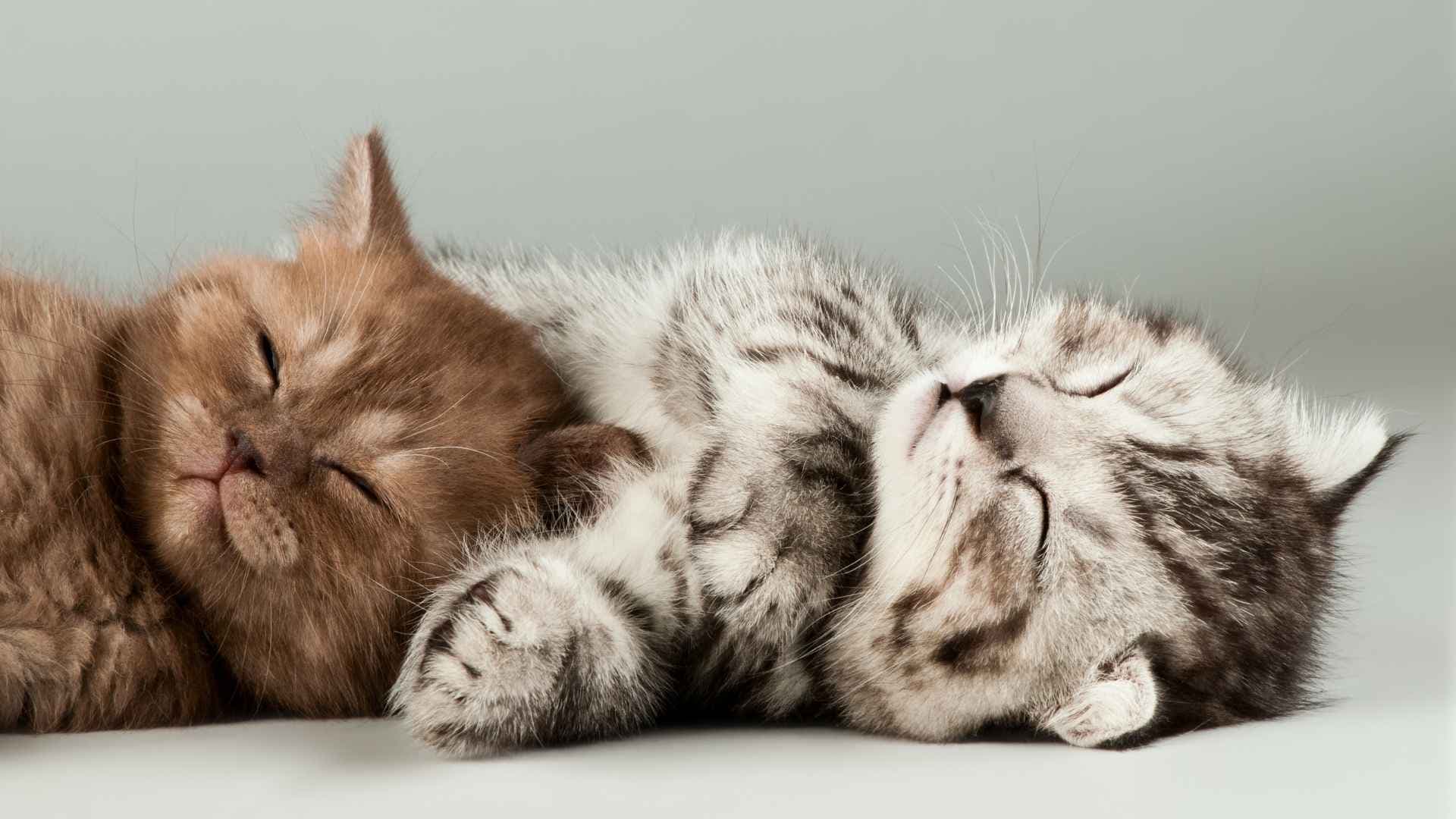 Nombres de gatitas: ¡Encuentra el ideal!