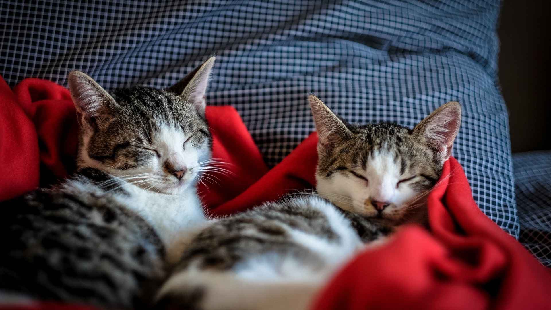 Nombres para Gatos Macho: Ideas para Elegir el Mejor