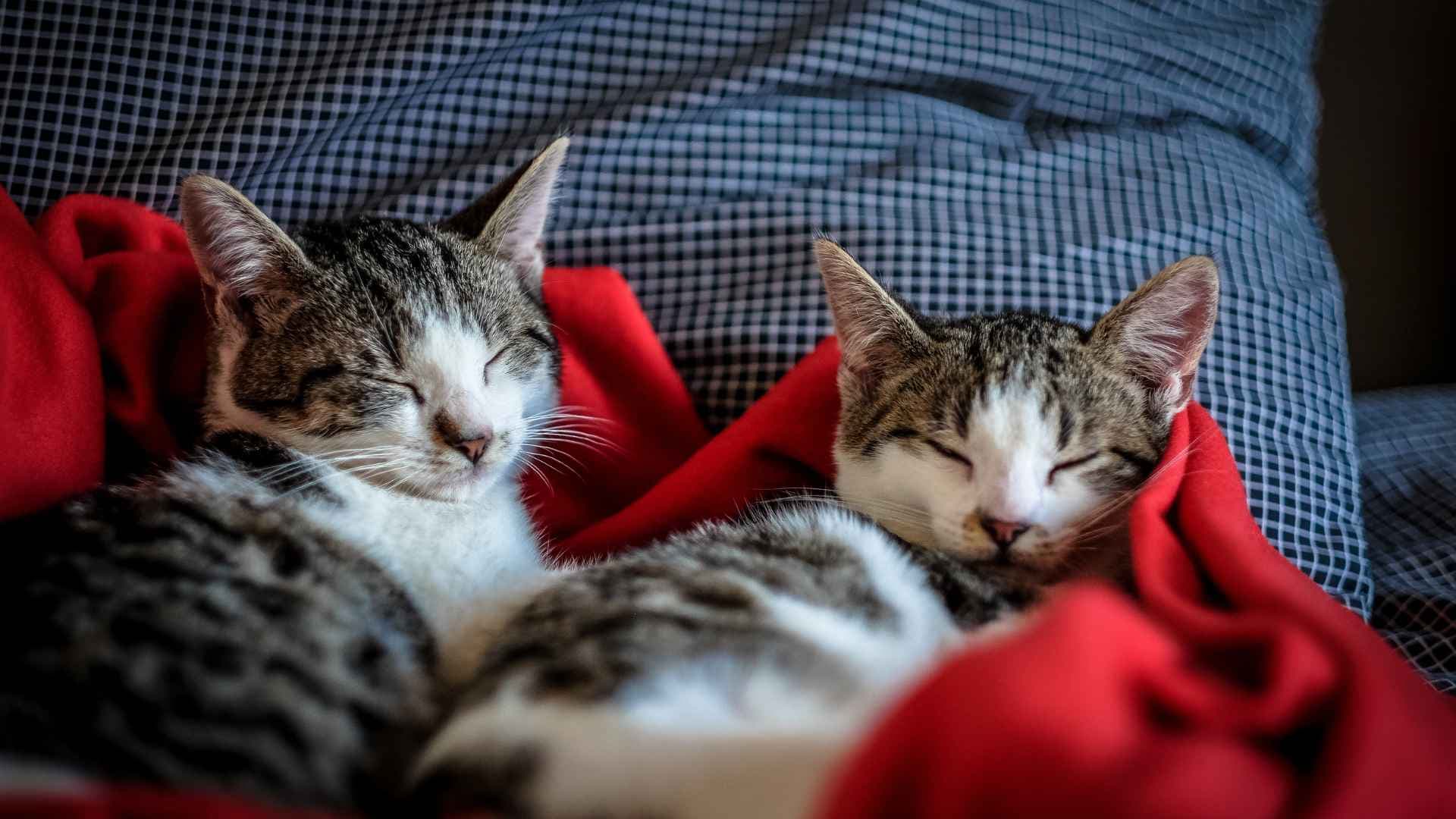 Nombres para gatas: Ideas originales y populares